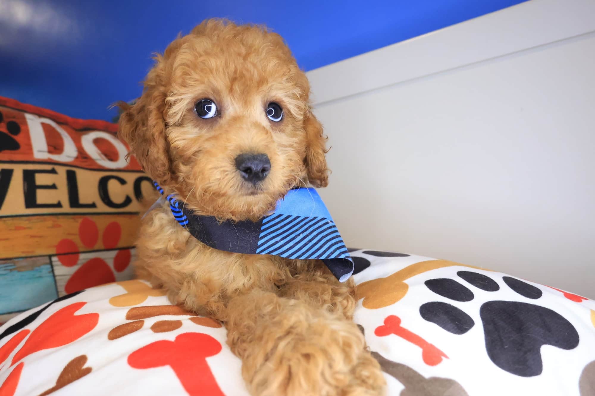 Chiku, Poodle puppy