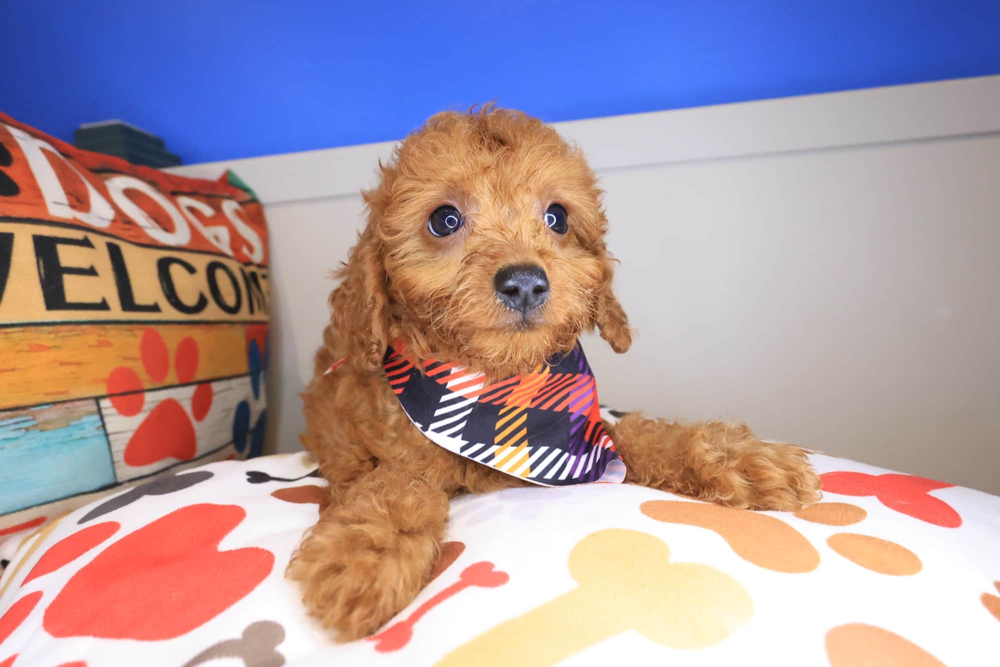 Rocc, Poodle puppy