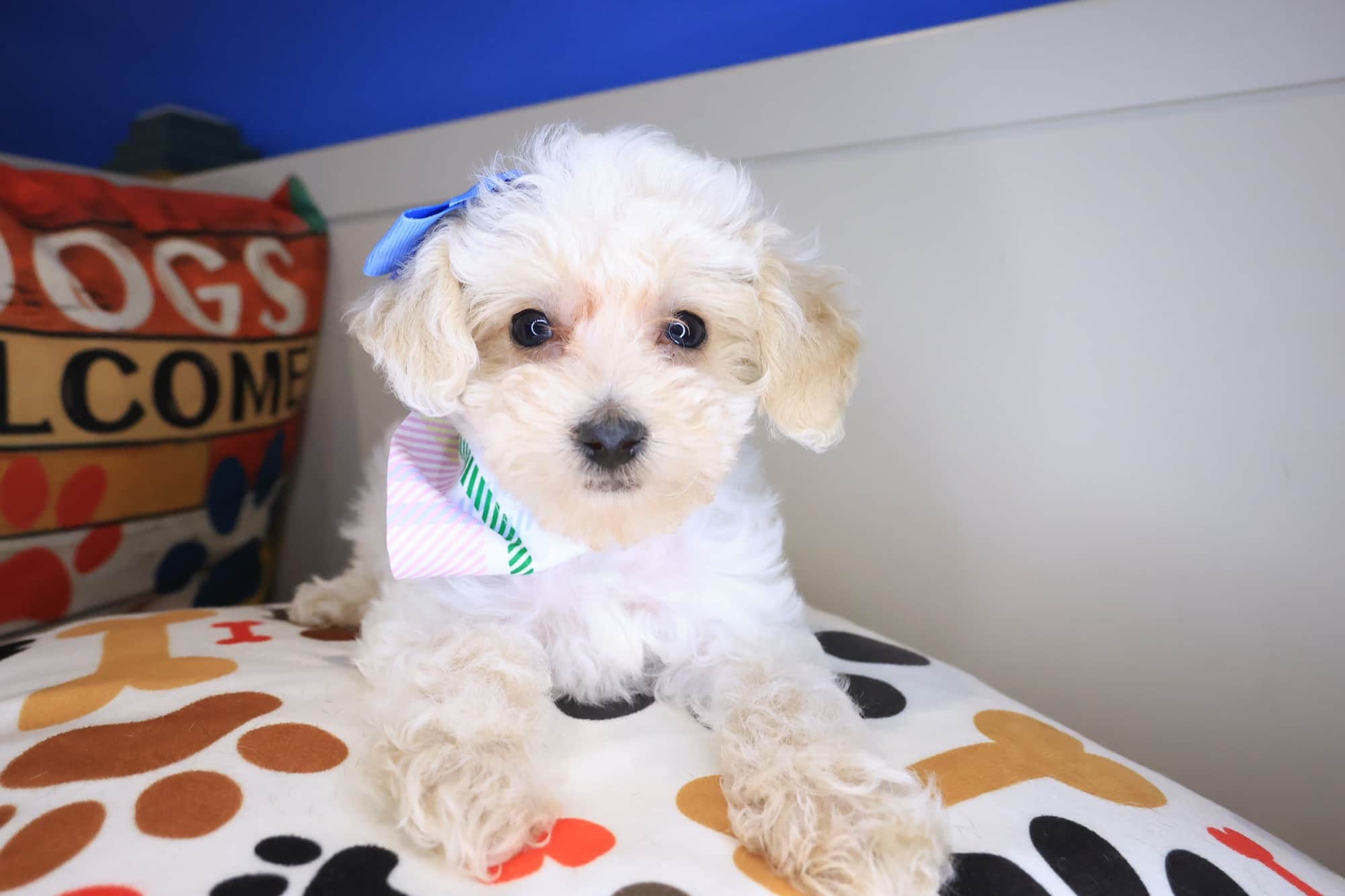 Charlotte, Poodle puppy