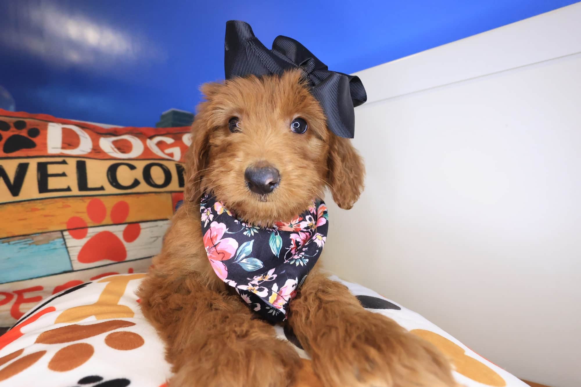 Aqua, Goldendoodle puppy