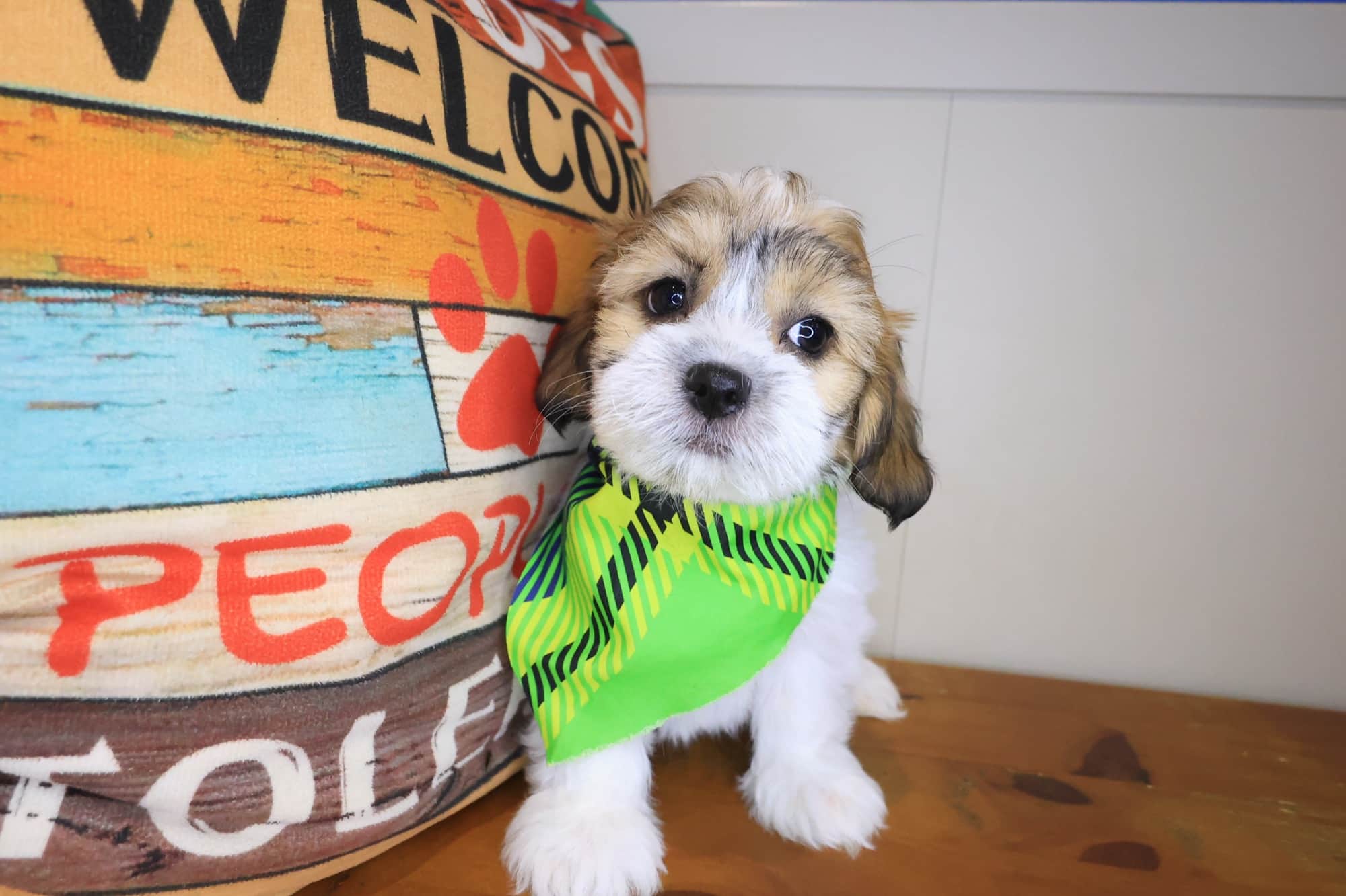 Dylan, Teddy Bear puppy