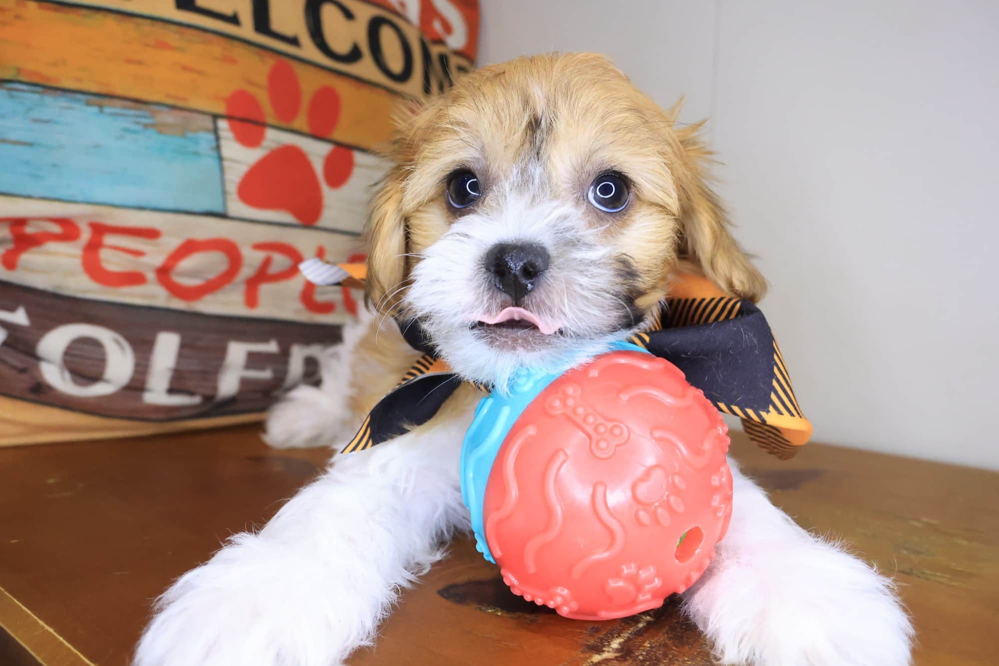 Renji, Teddy Bear puppy