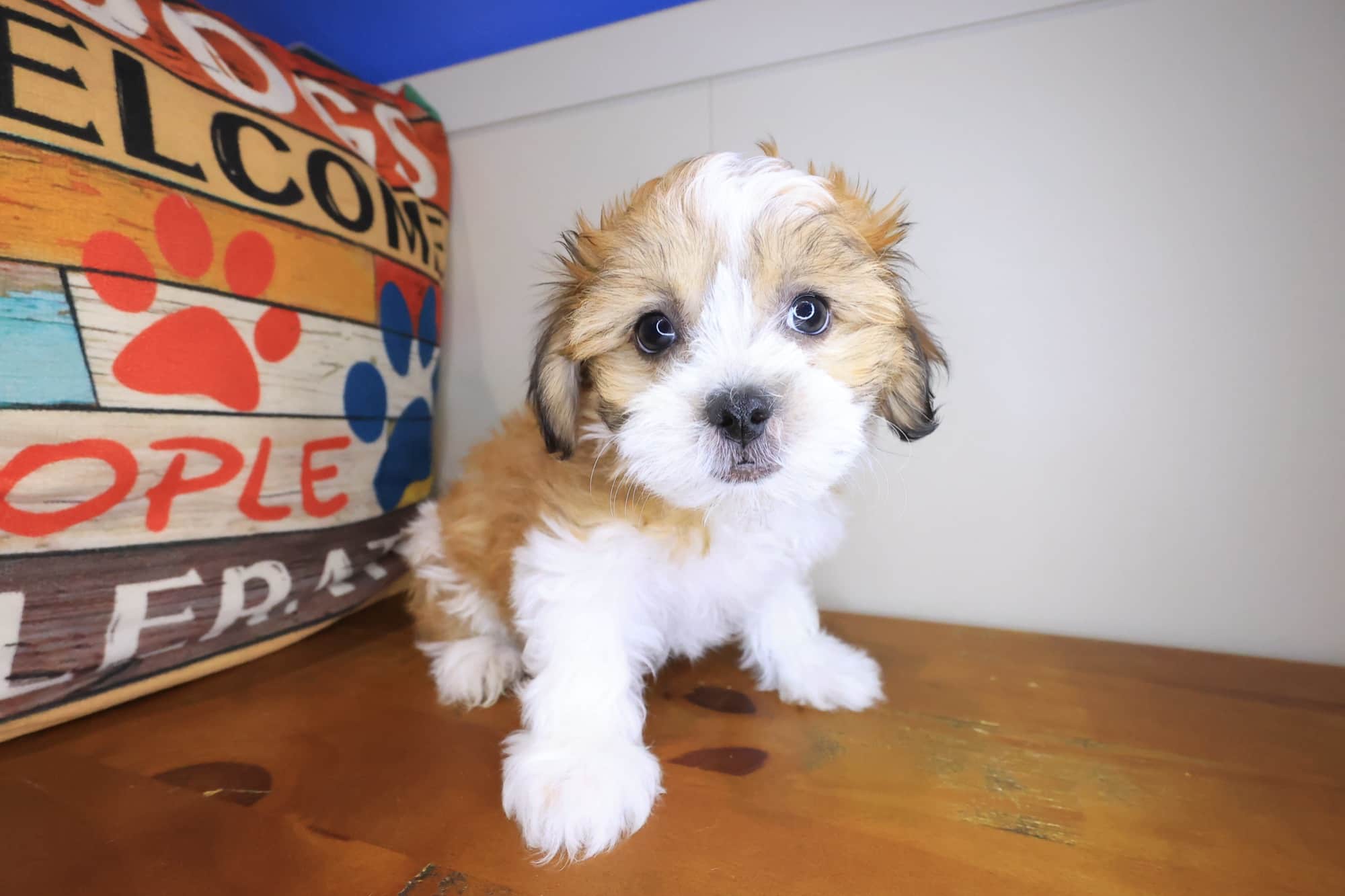 Floss, Teddy Bear puppy