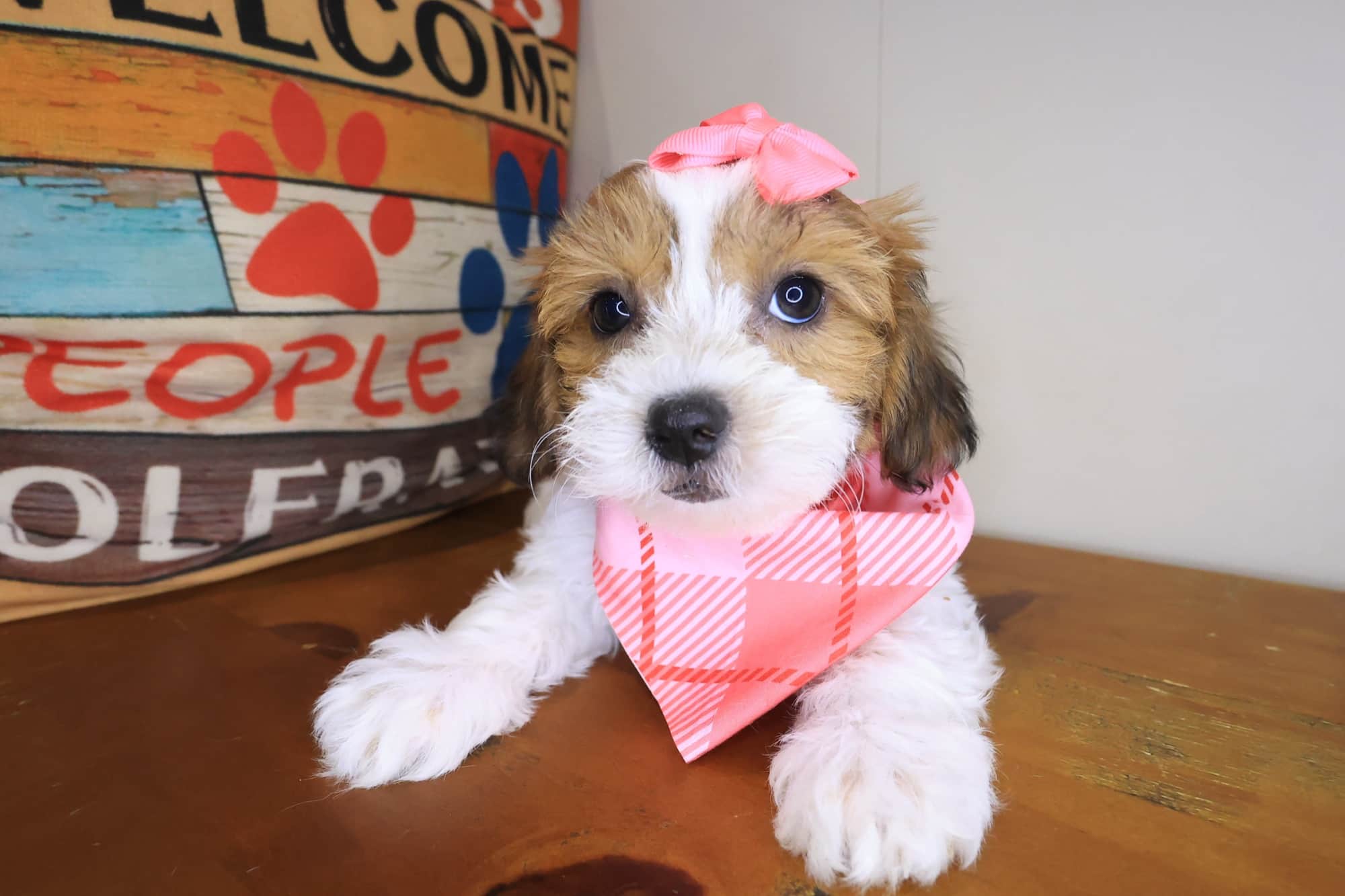 Sativa, Teddy Bear puppy