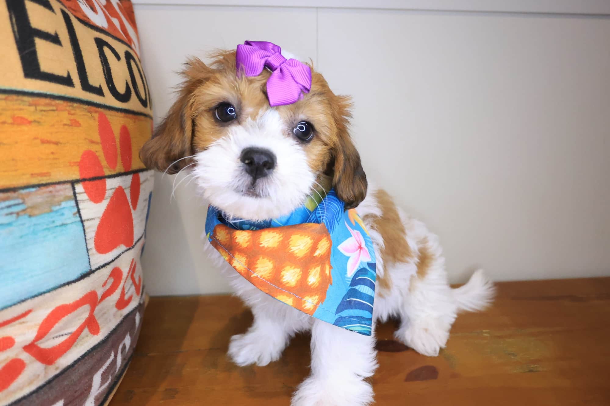 Griff, Teddy Bear puppy