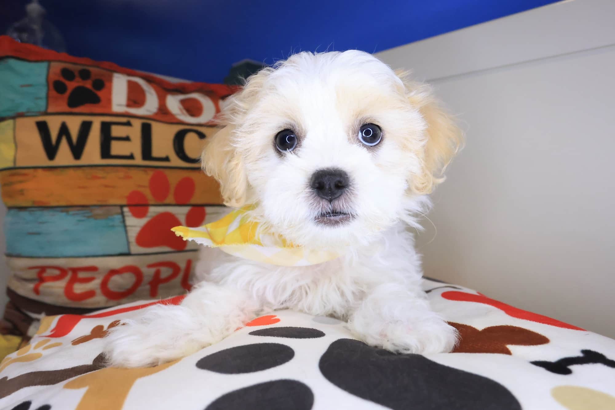 Cujo, Teddy Bear puppy