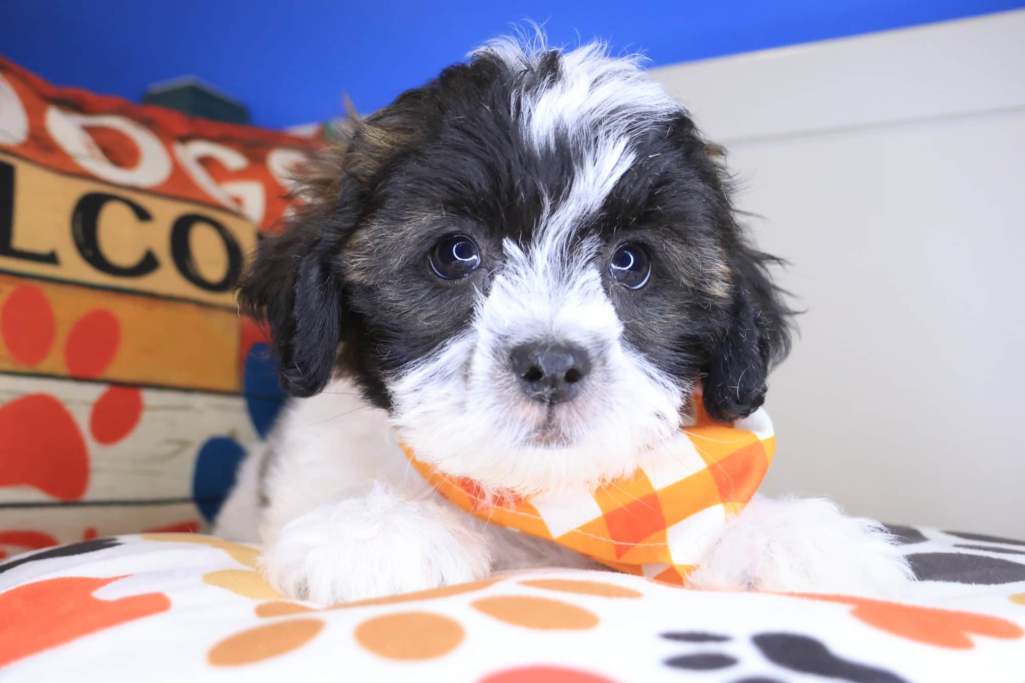 Nanjo, Teddy Bear puppy