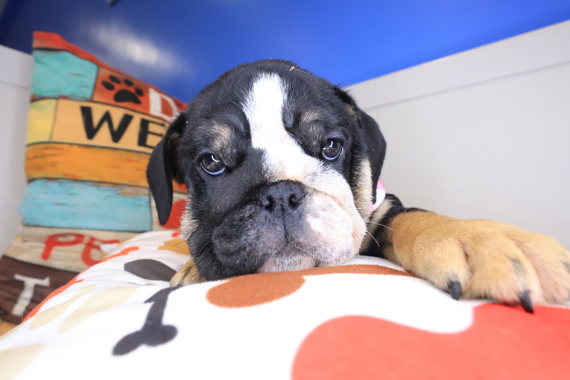 Isis, English Bulldog puppy