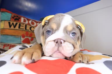 Snickerdoodle, English Bulldog puppy