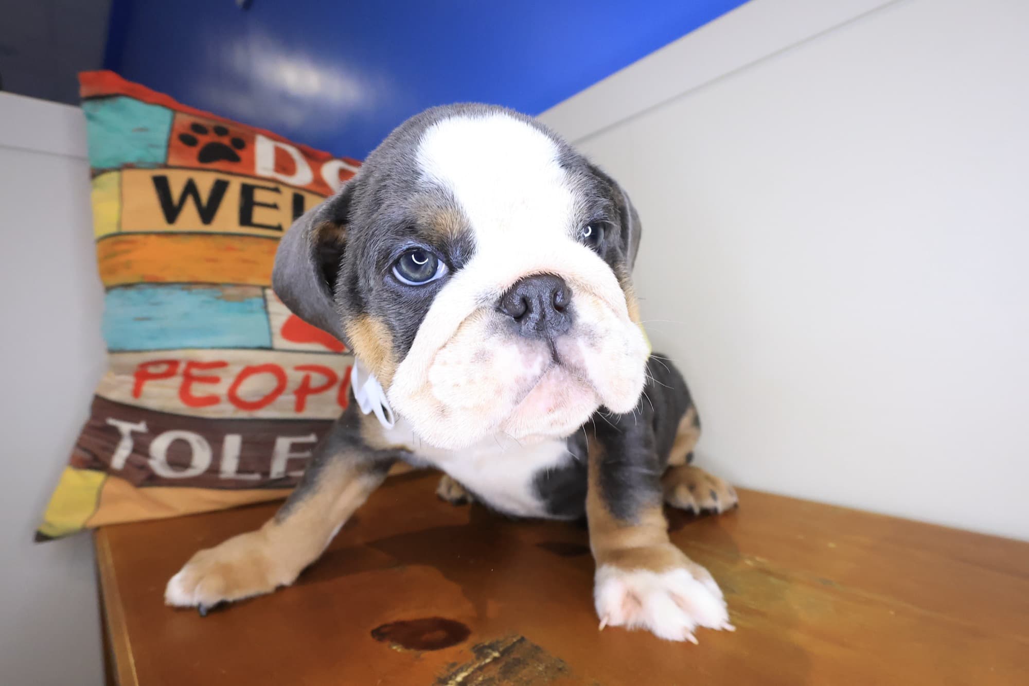 Saffy, English Bulldog puppy