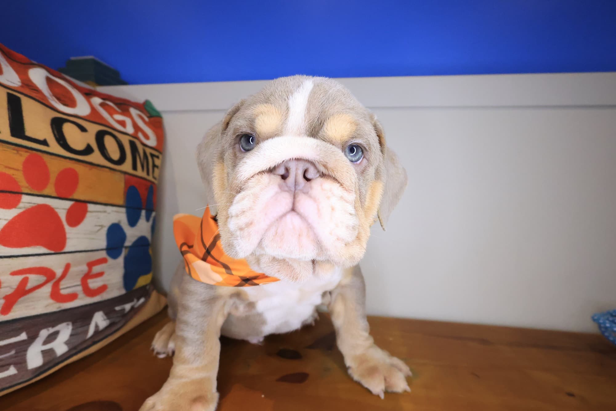 Patch, English Bulldog puppy