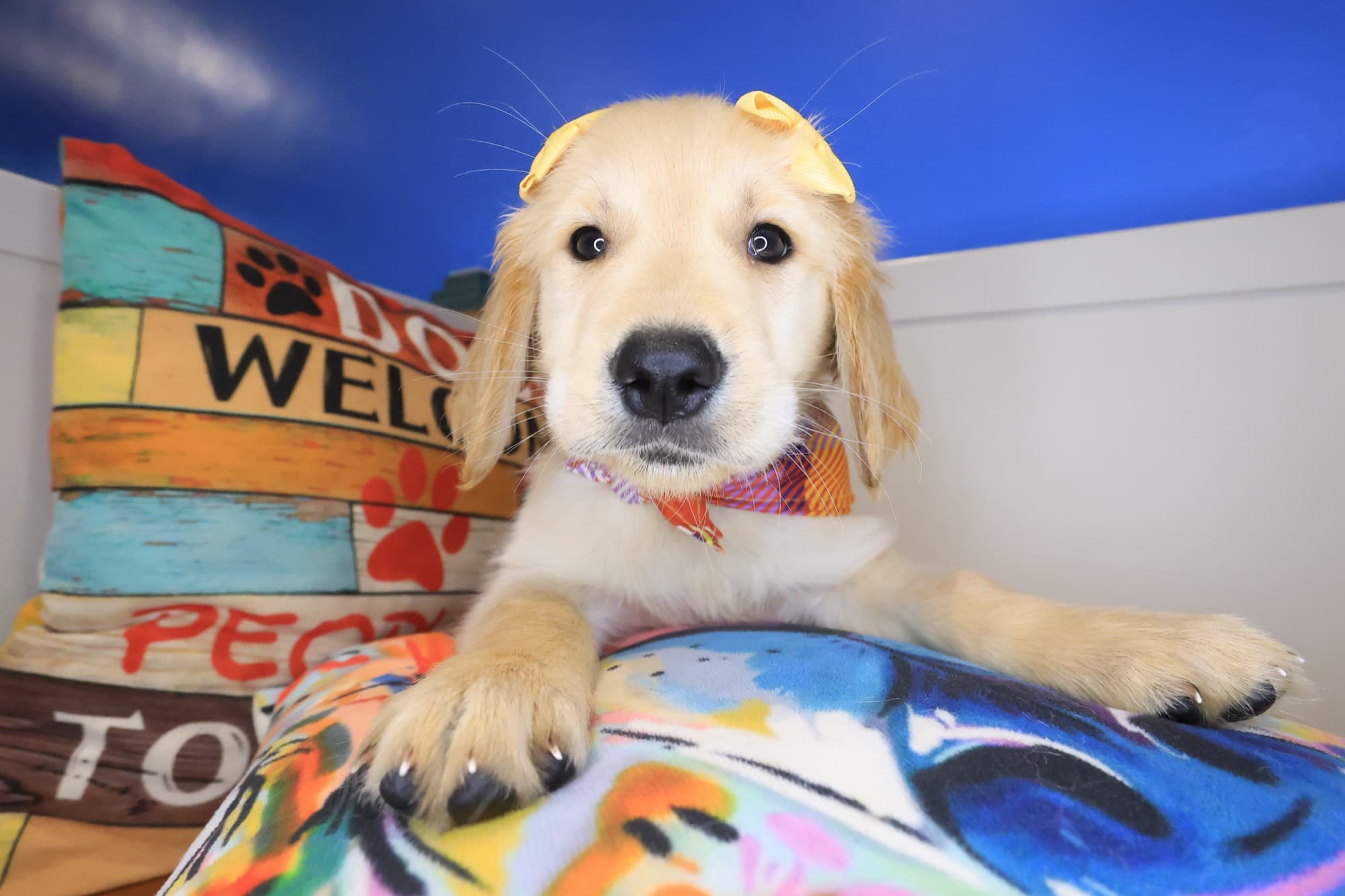 Snickers, Golden Retriever puppy