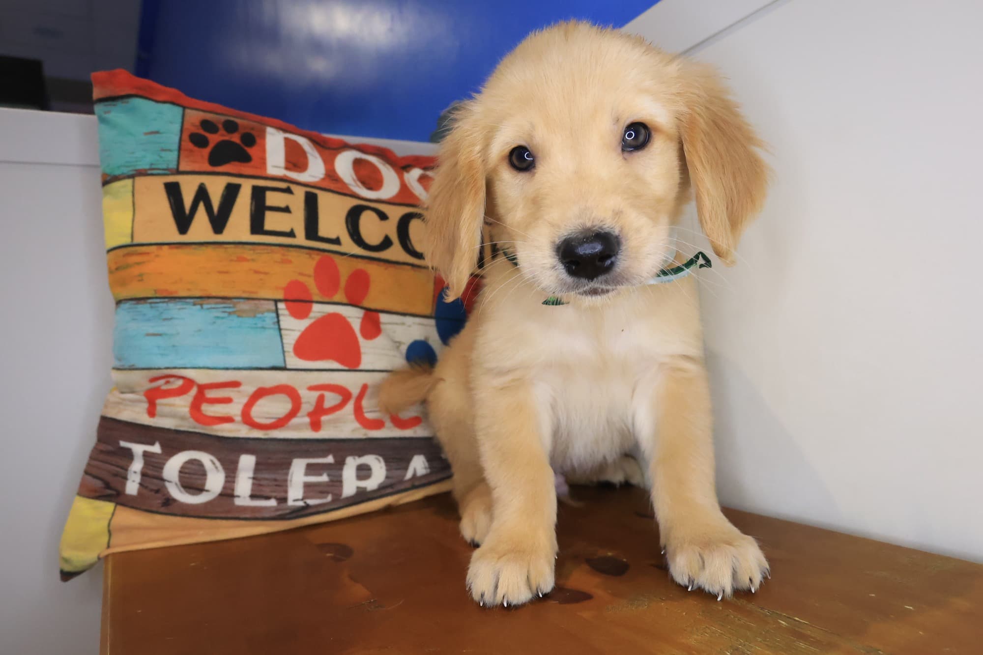 Zeno, Golden Retriever puppy