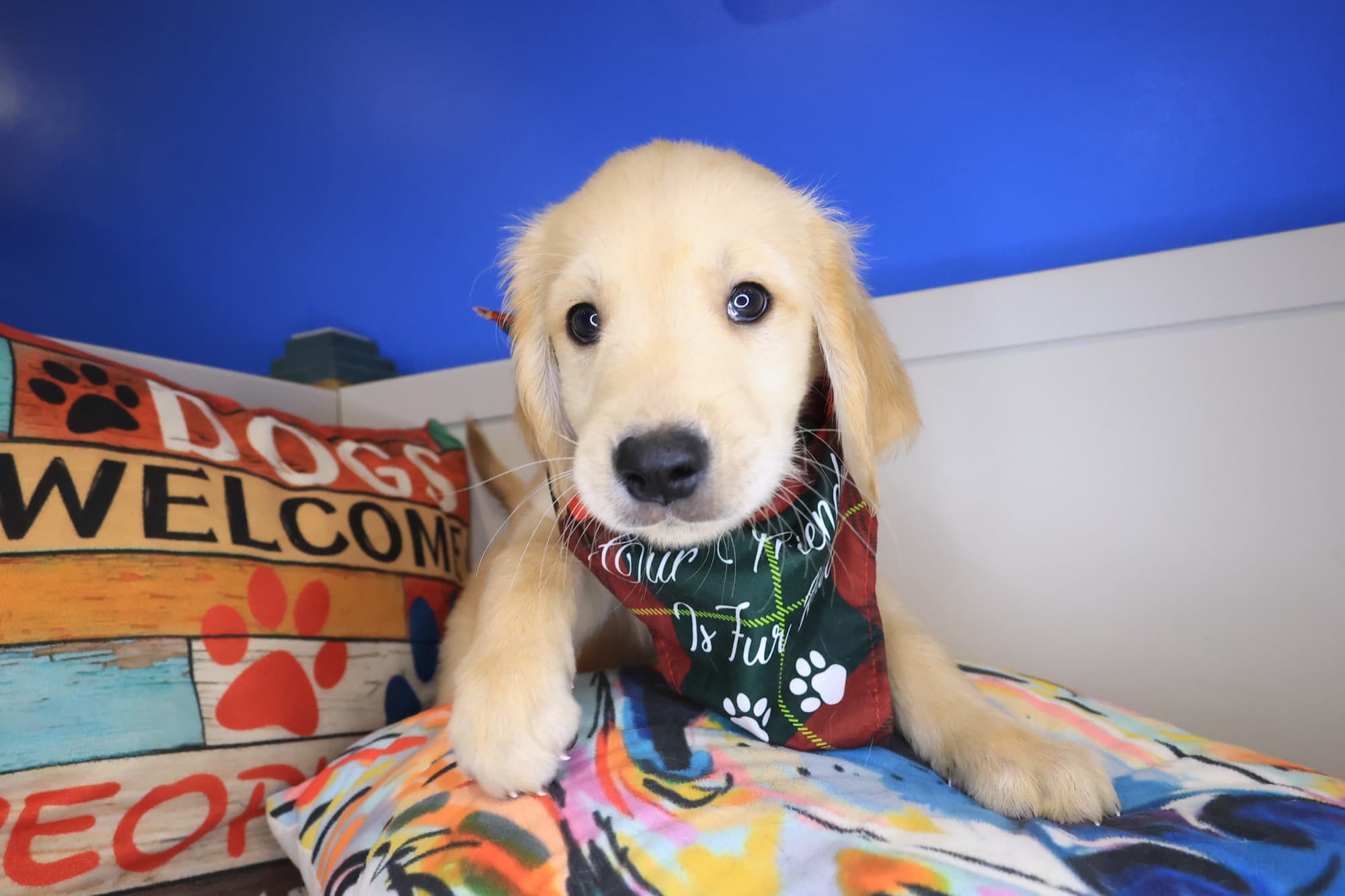 Danger, Golden Retriever puppy
