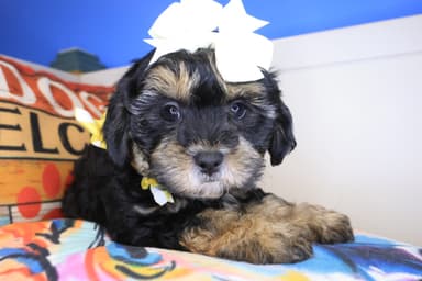 Goldilocks, Shihpoo puppy