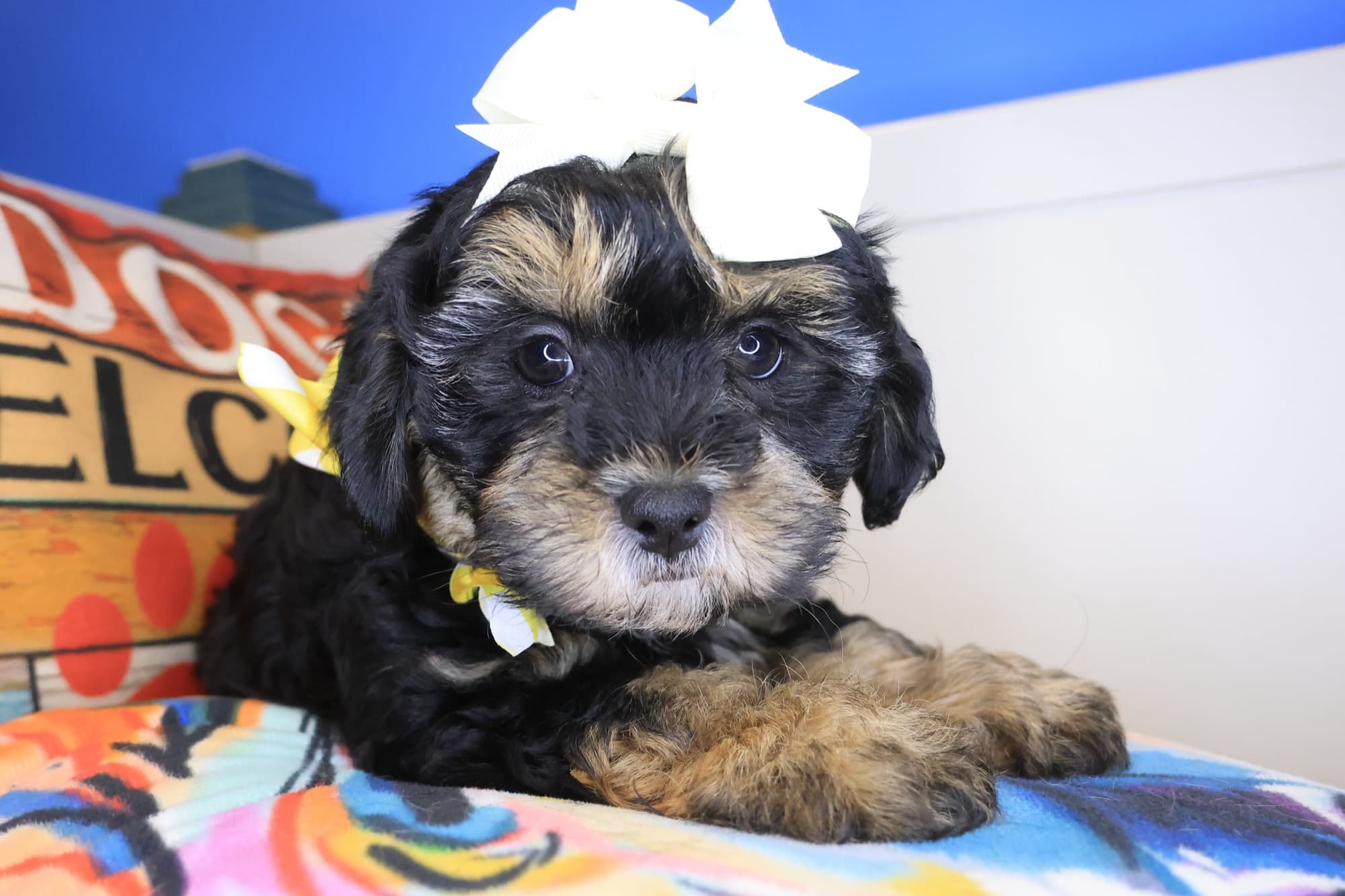 Goldilocks, Shihpoo puppy