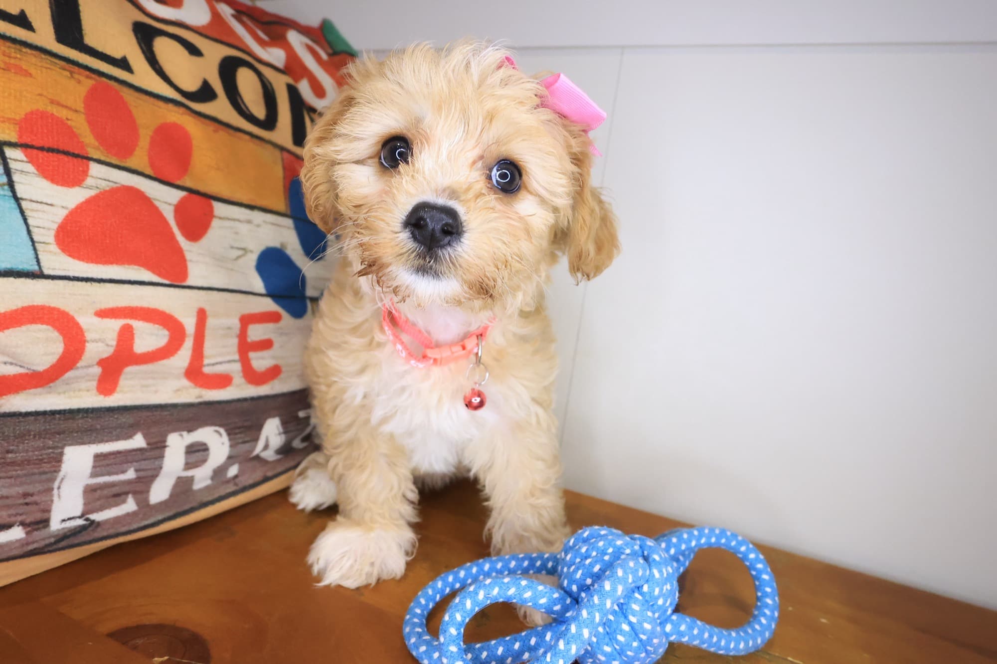 Harper, Yochon puppy