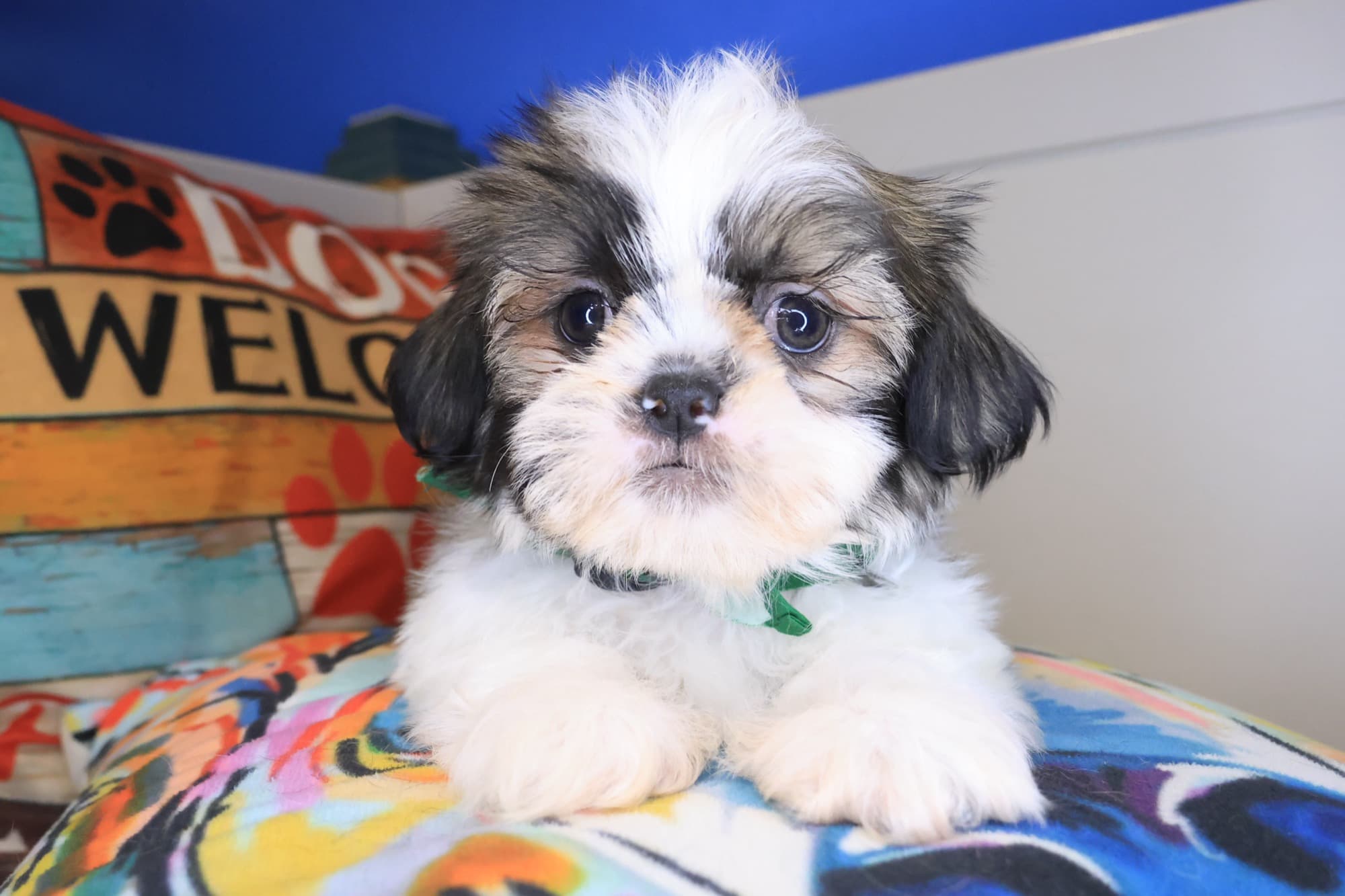 Zan, Shih Tzu puppy