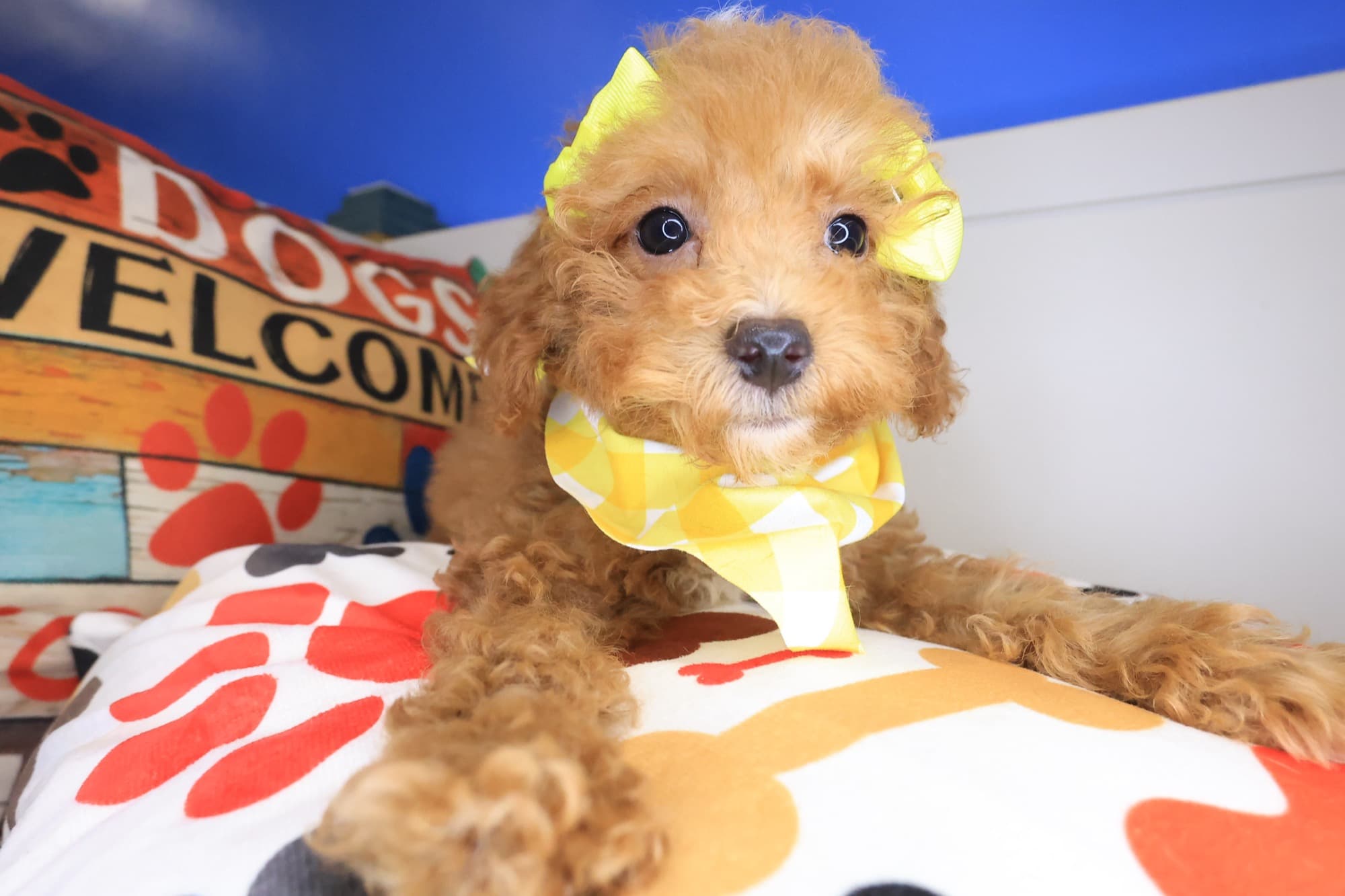 Poppy, Goldendoodle puppy