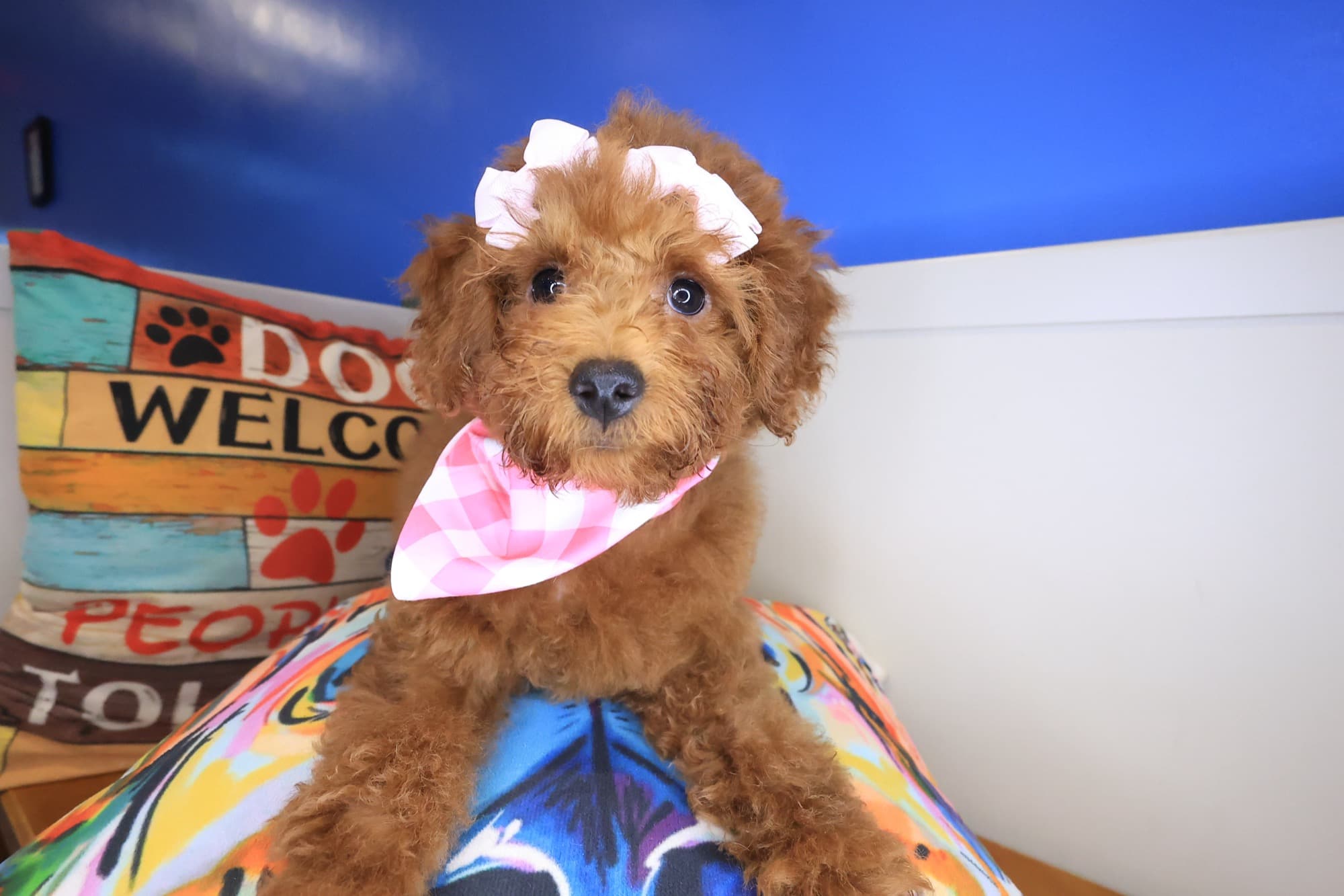 Remi, Goldendoodle puppy
