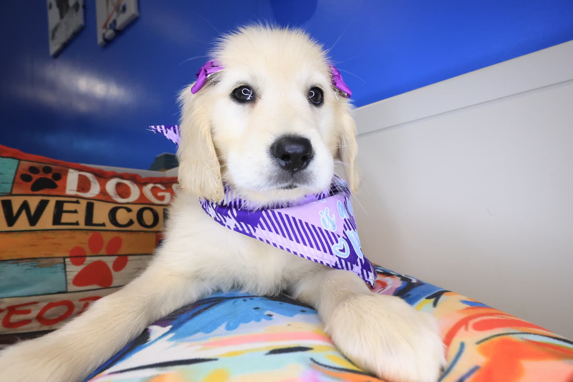 Tiana, Golden Retriever puppy