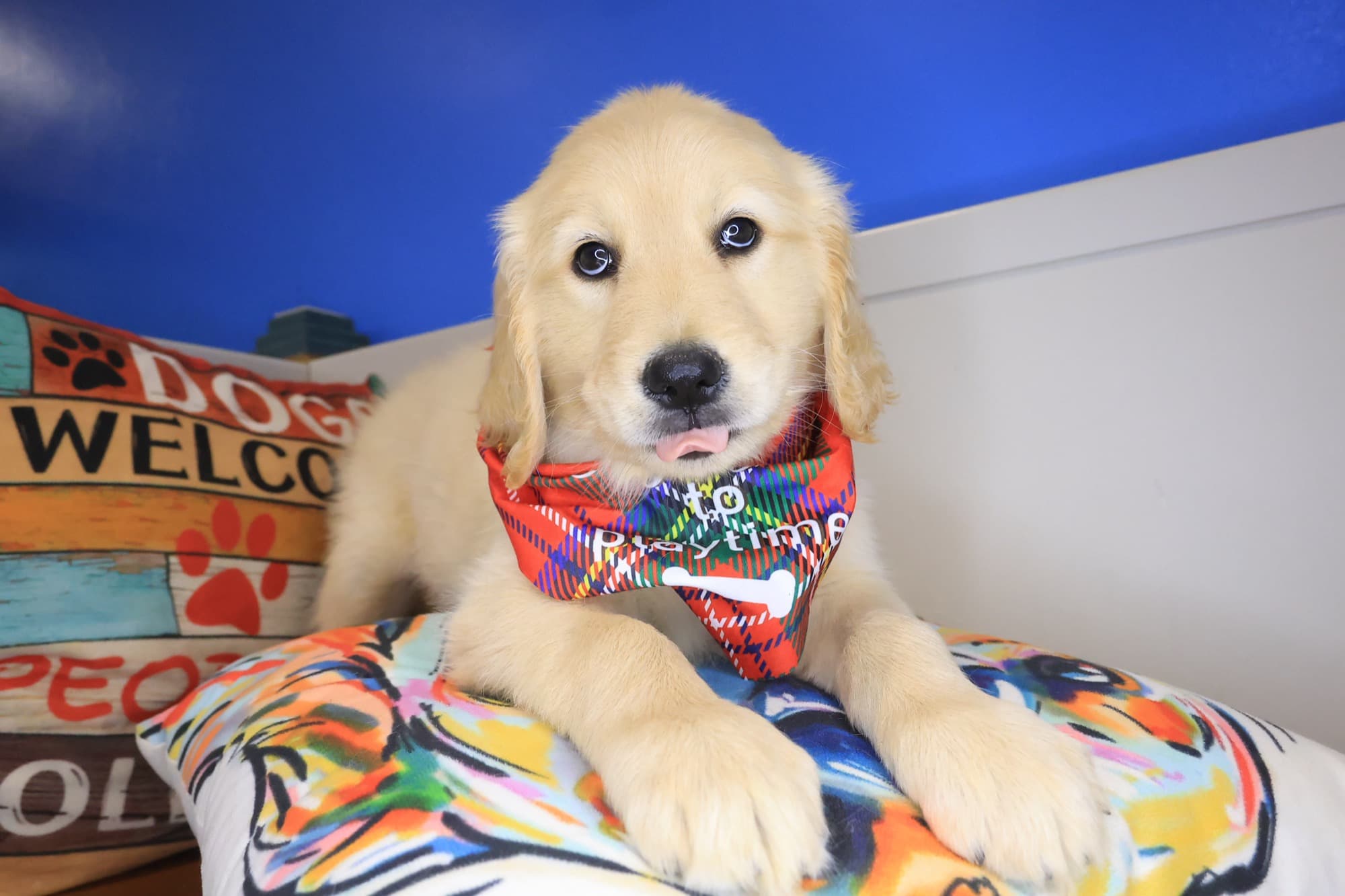 Jagger, Golden Retriever puppy