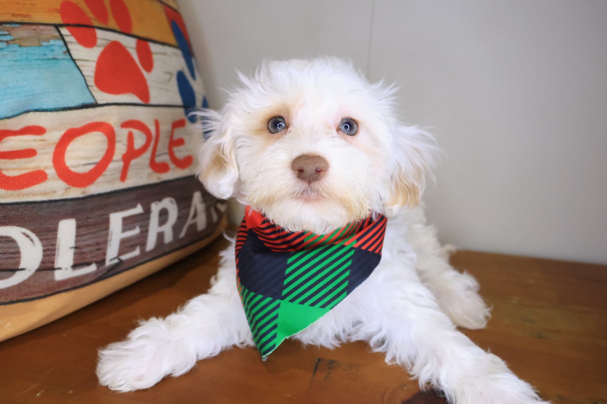 Zorro, Havapoo puppy