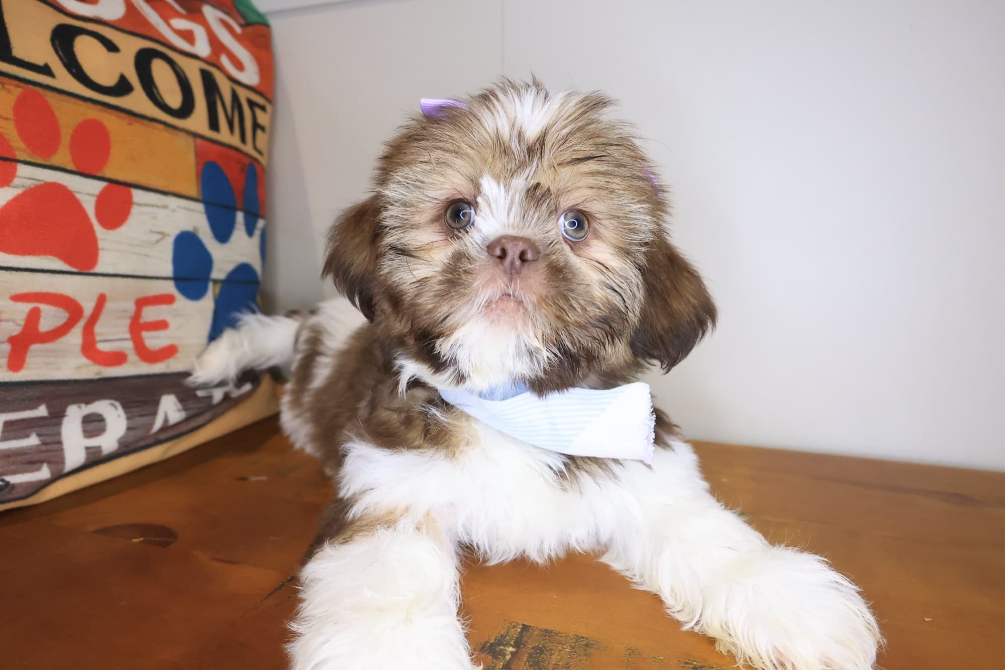 Diva, Shih Tzu puppy
