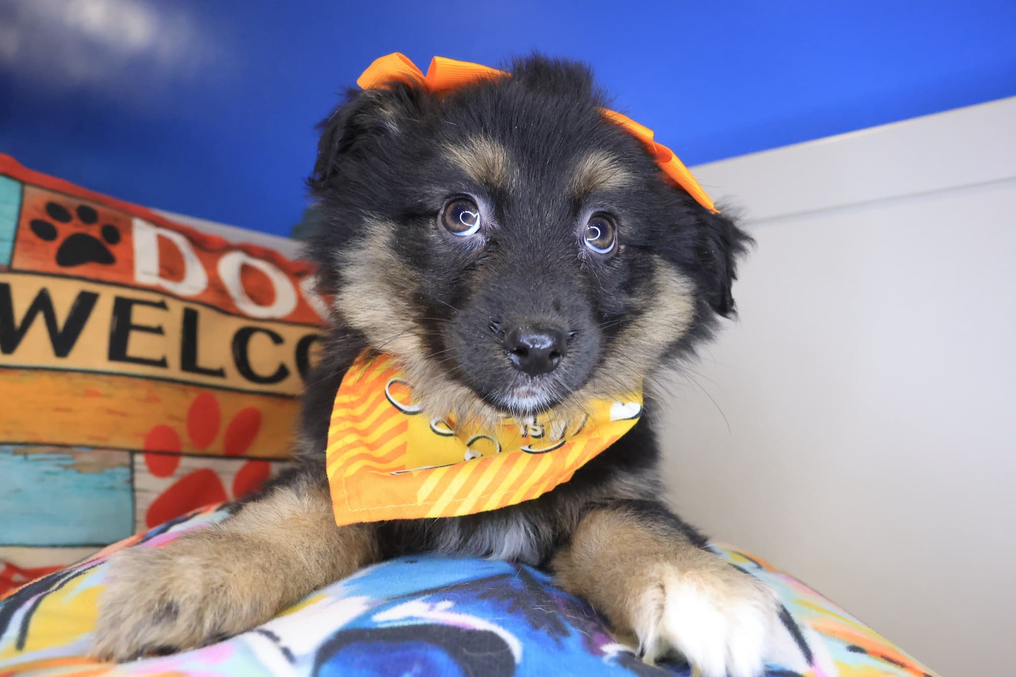 Navarre, Australian Shepherd puppy