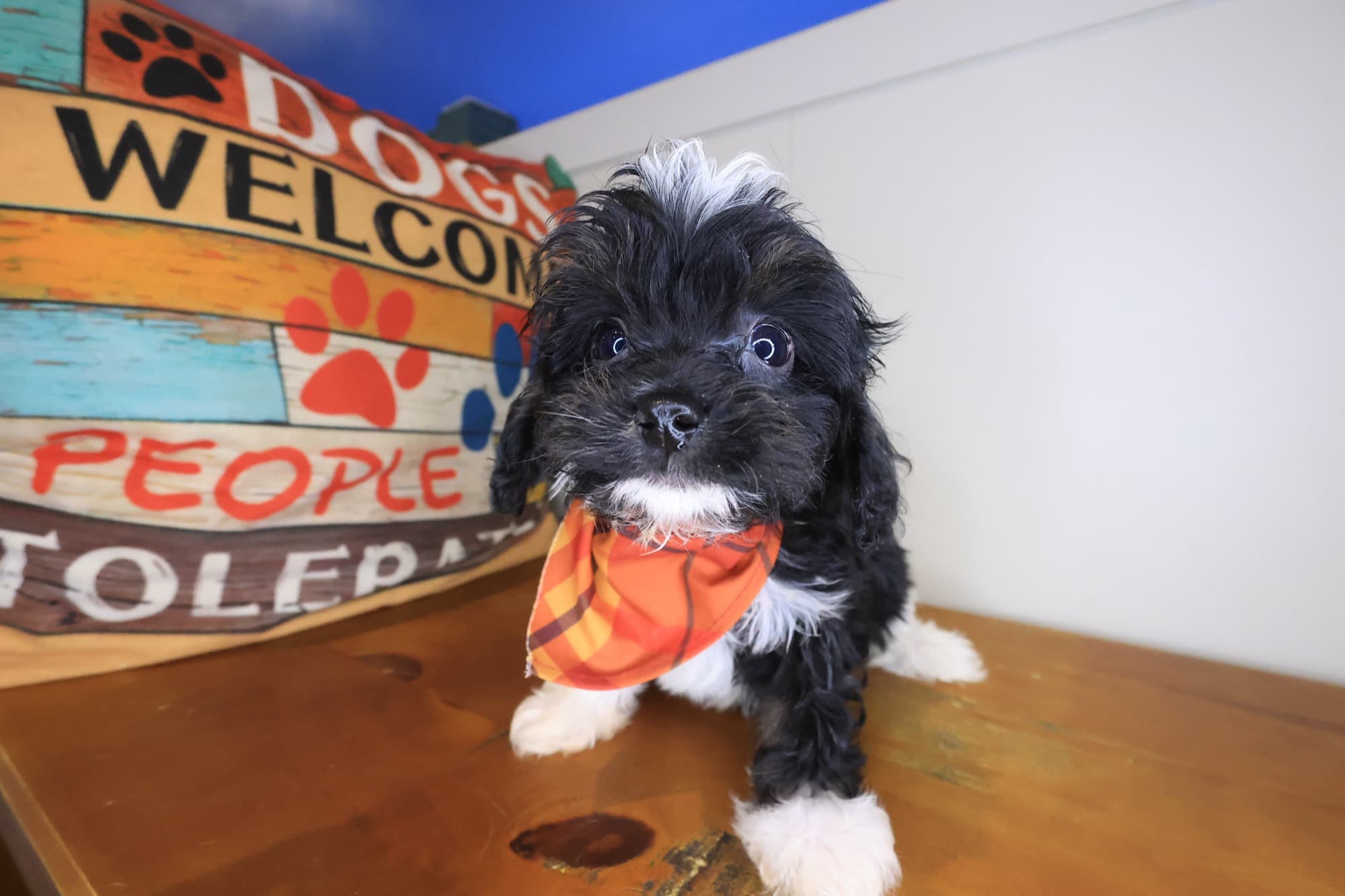 Riven, Cavapoo puppy