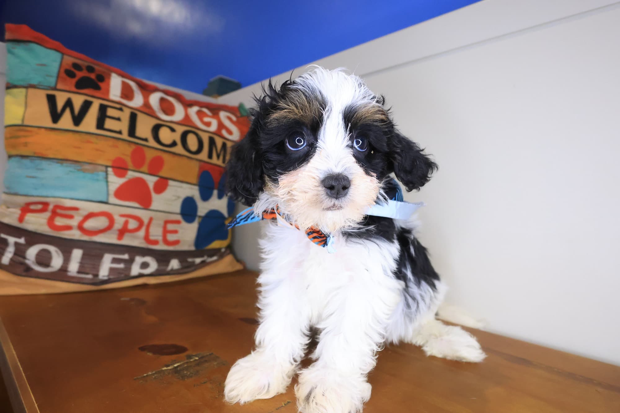 Zebbie, Cavapoo puppy