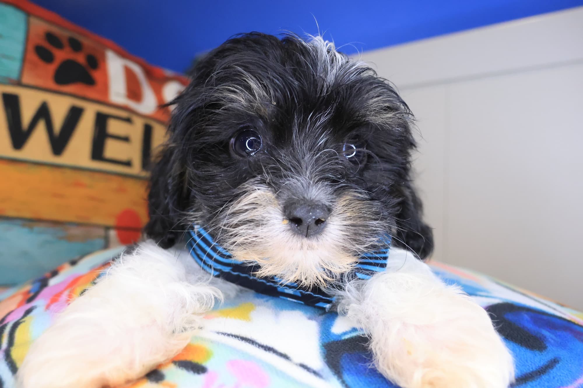 Pipsqueak, Cavapoo puppy