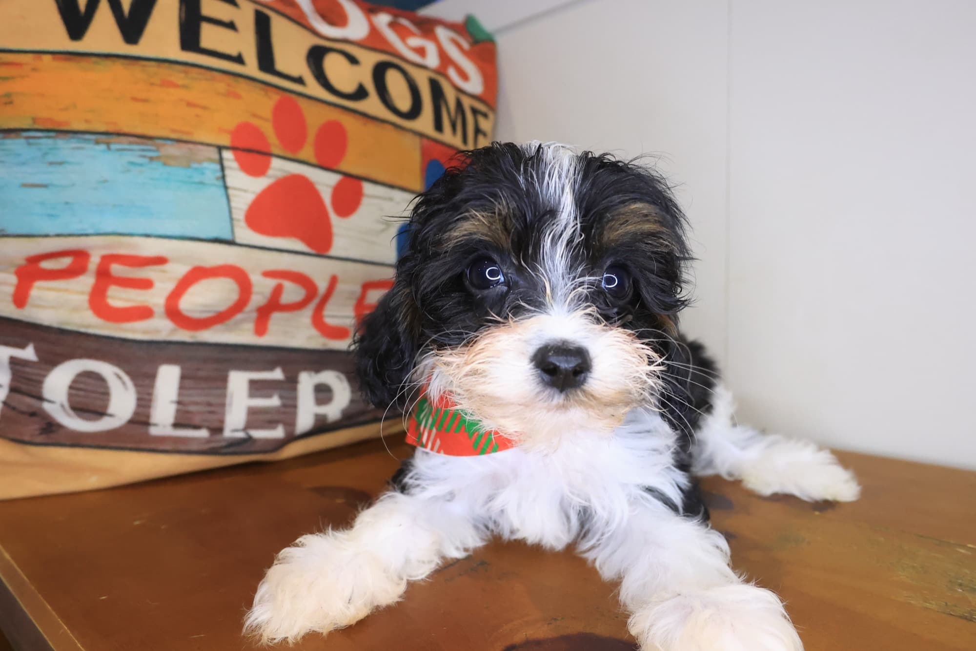 Jetson, Cavapoo puppy