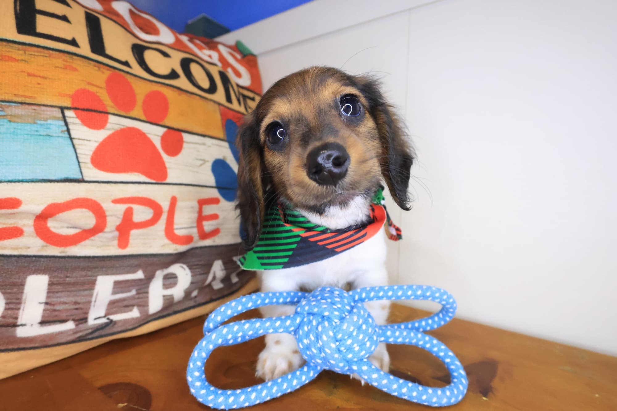 Dingbat, Dachshund puppy