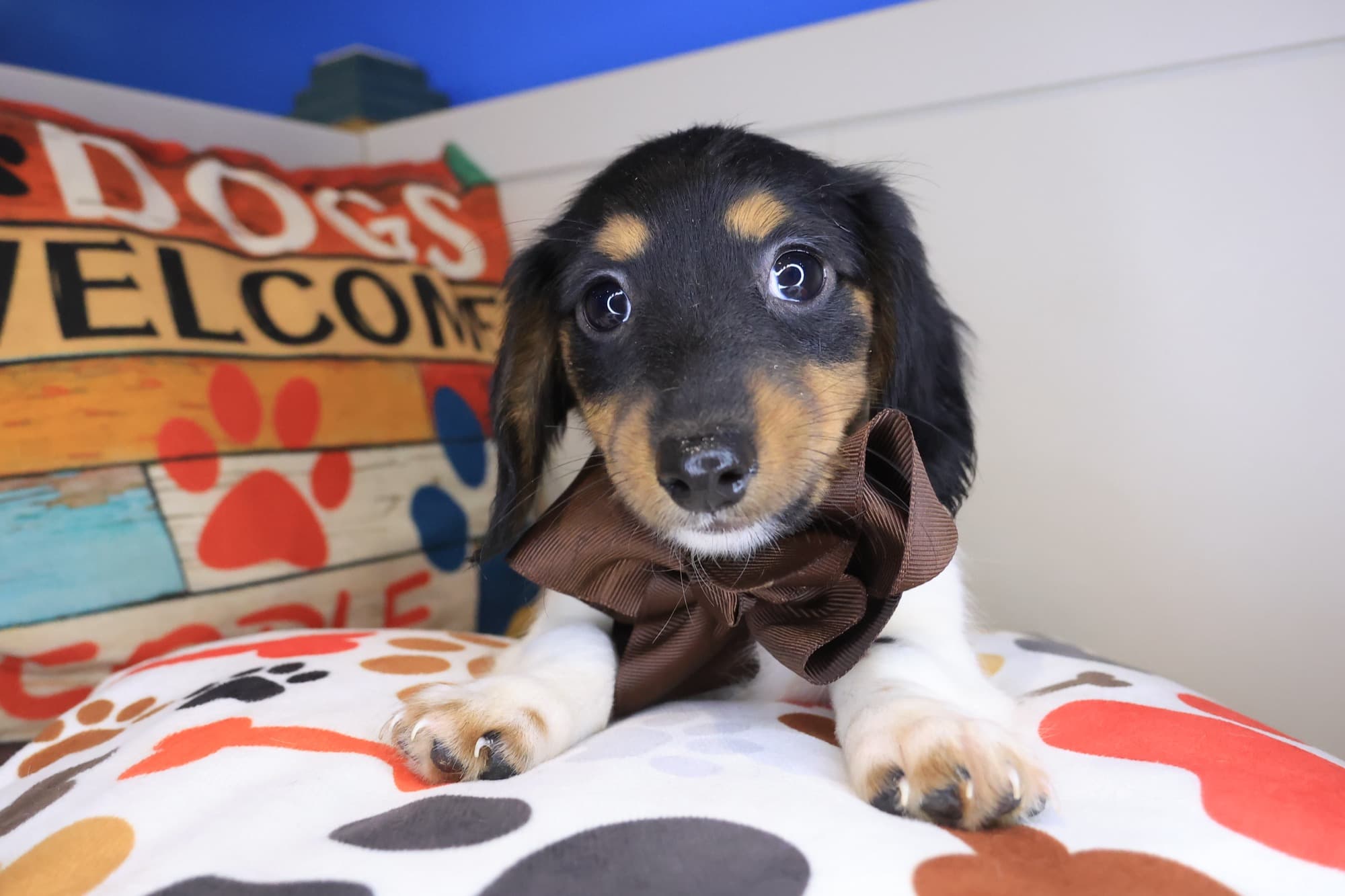 Jackson, Dachshund puppy