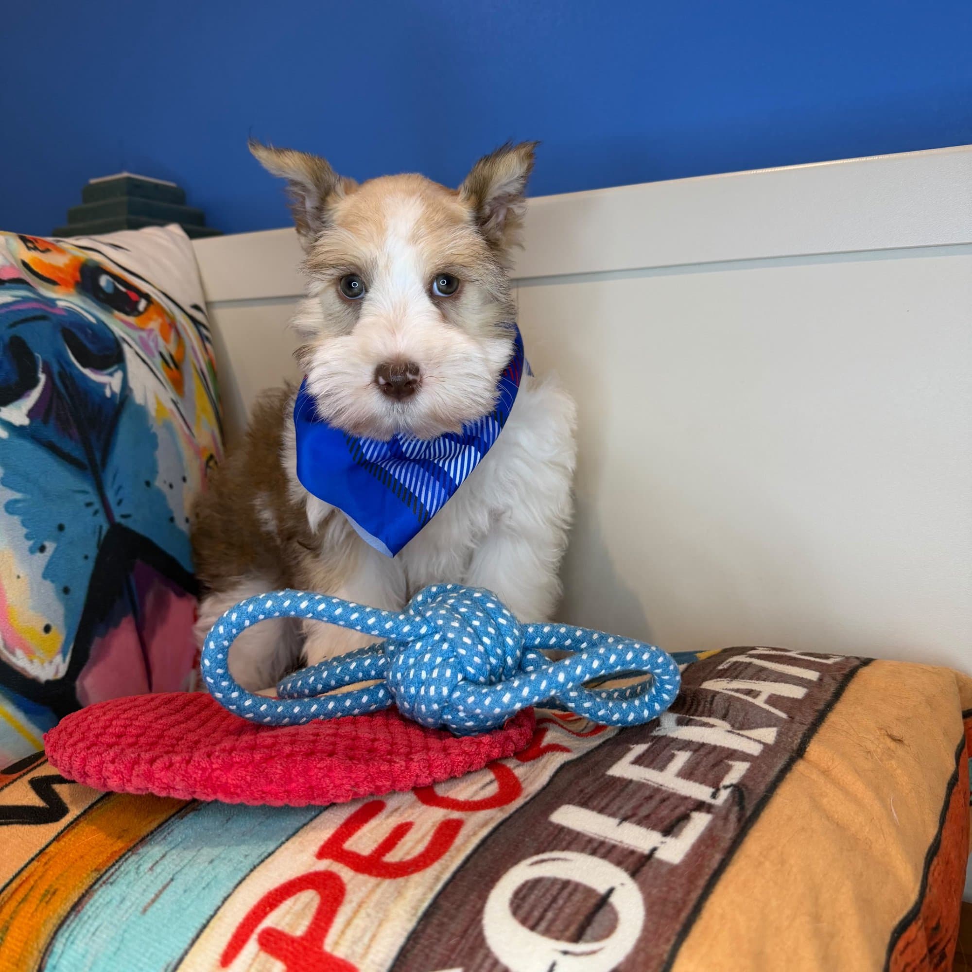 Flynn, Schnauzer puppy