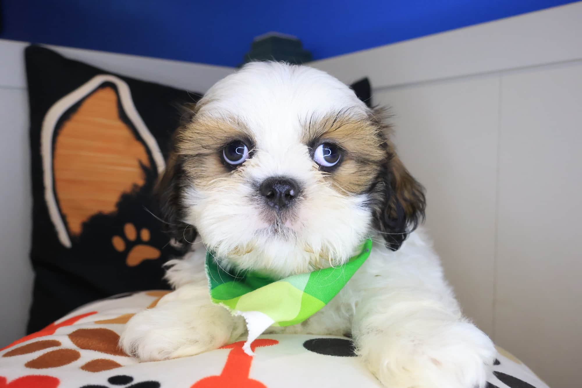 Fudge, Shih Tzu puppy