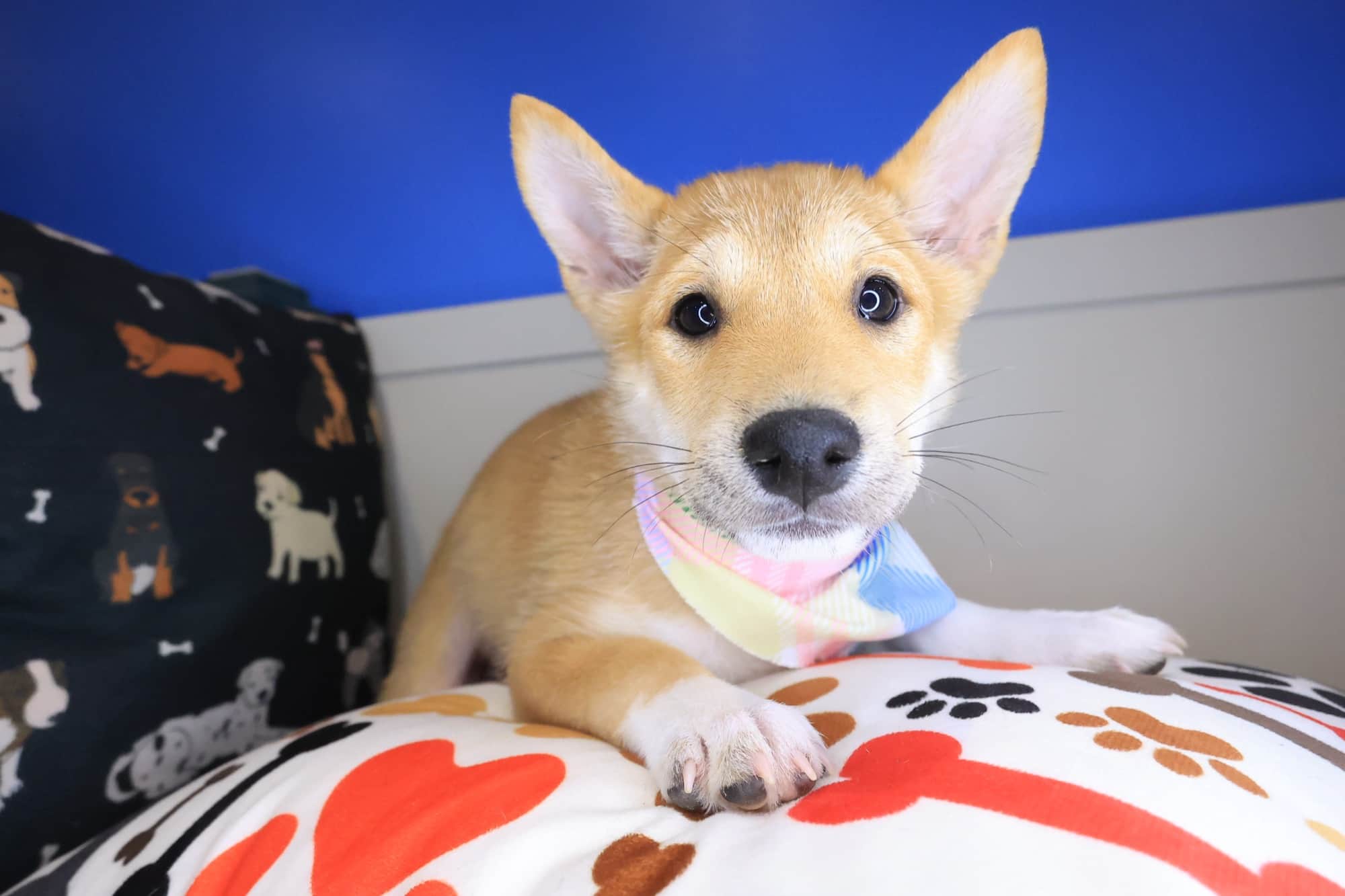 Bibi, Shiba Inu puppy