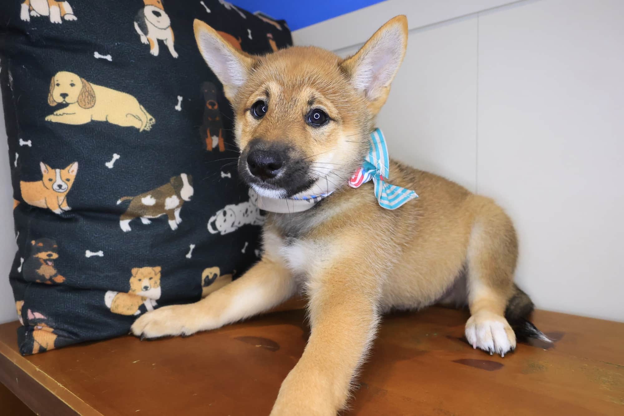 Bodhi, Shiba Inu puppy