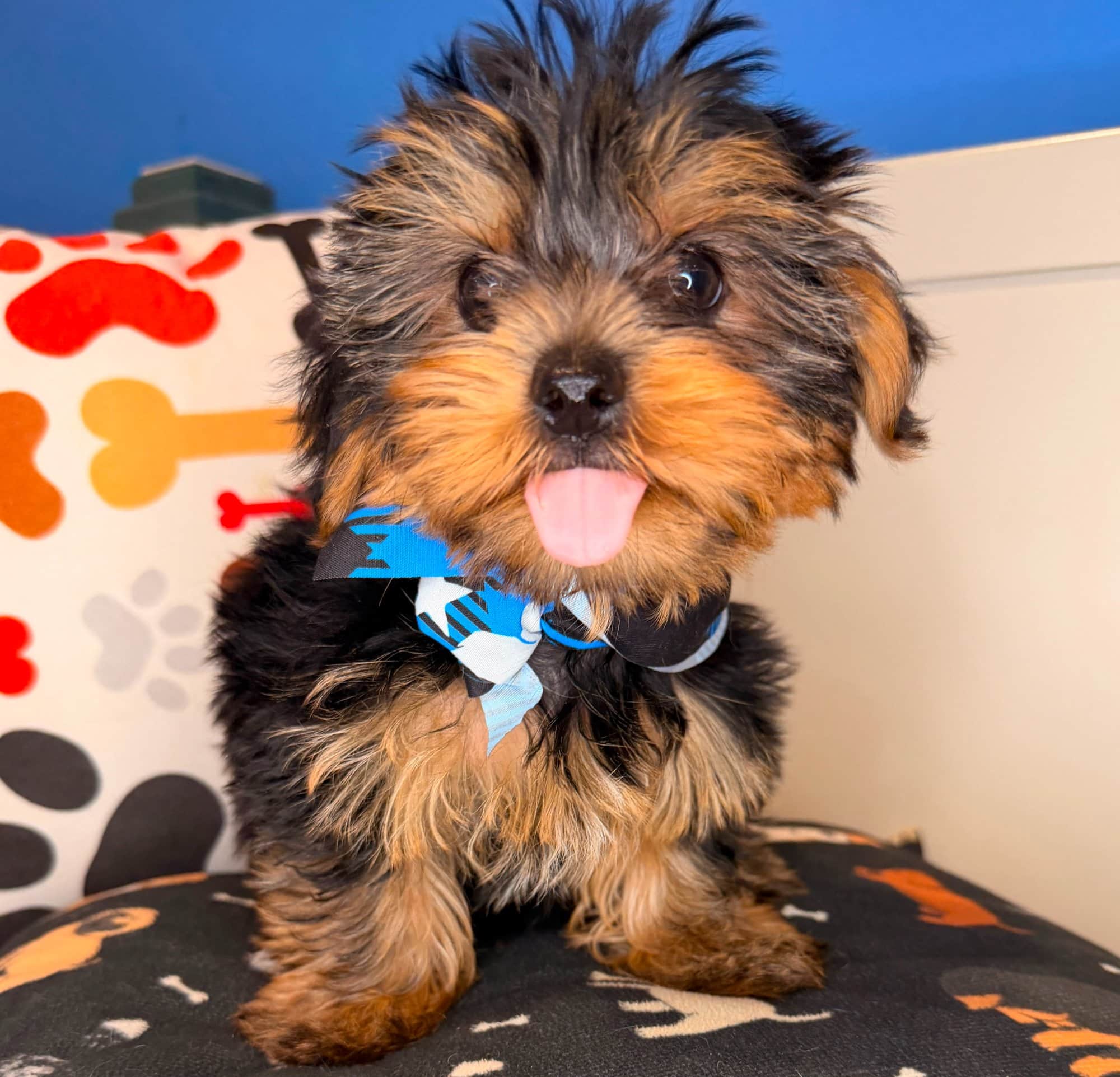 Cuddles, Yorkshire Terrier puppy