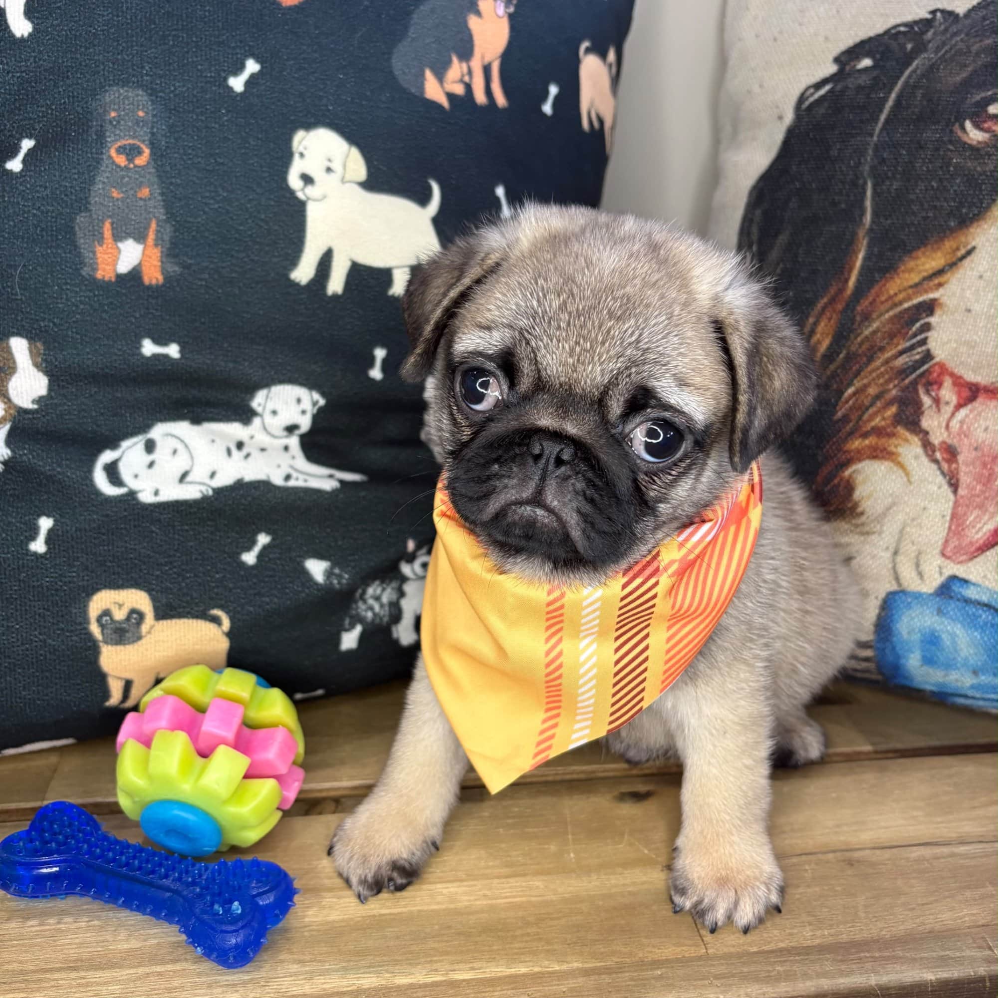 Duke, Pug puppy