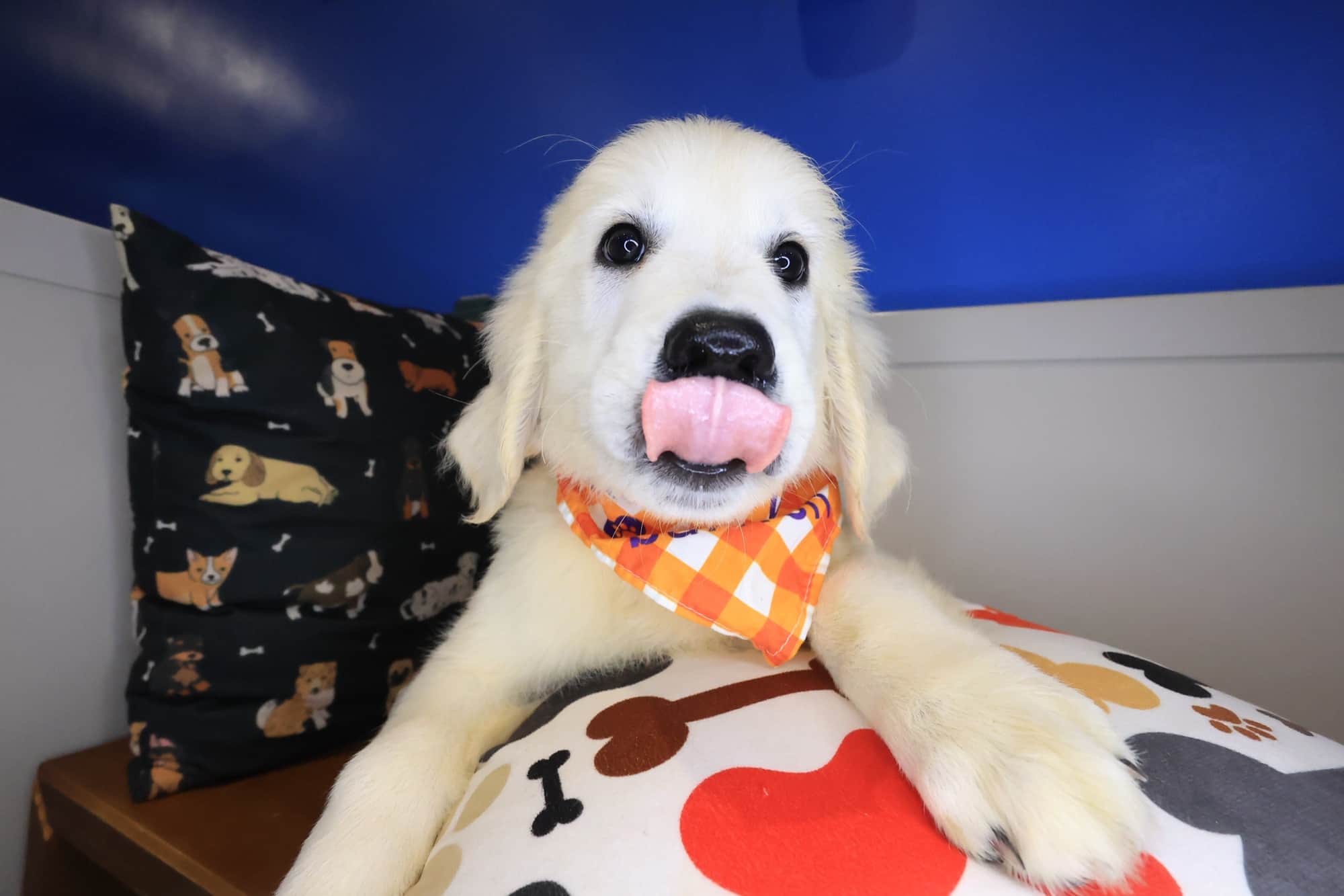 Wooly, Golden Retriever puppy