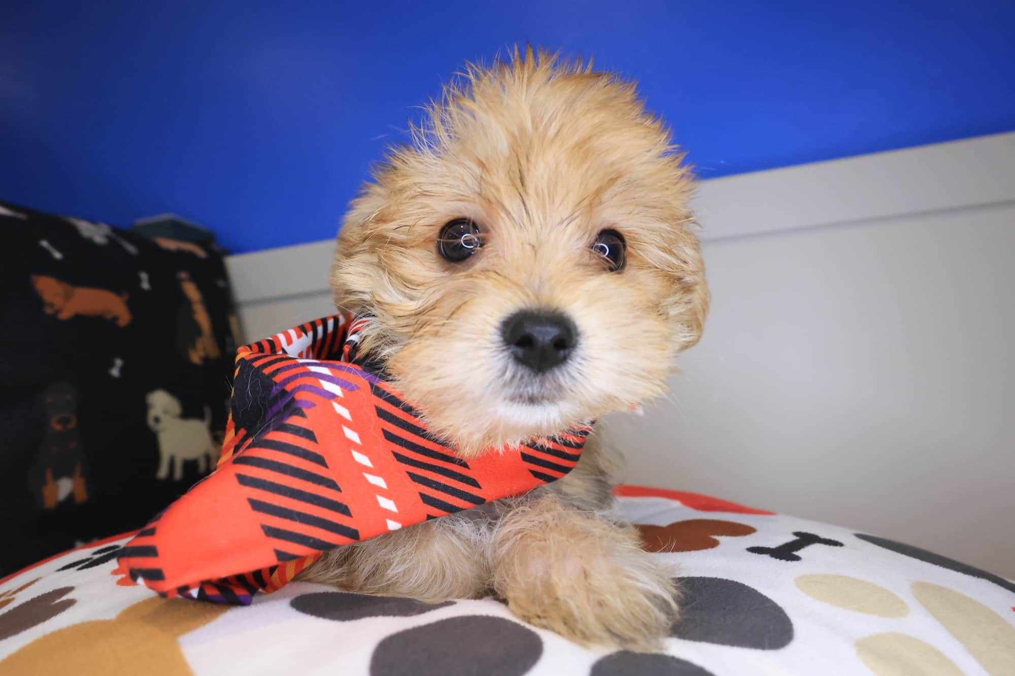 Bodhi, Morkie puppy