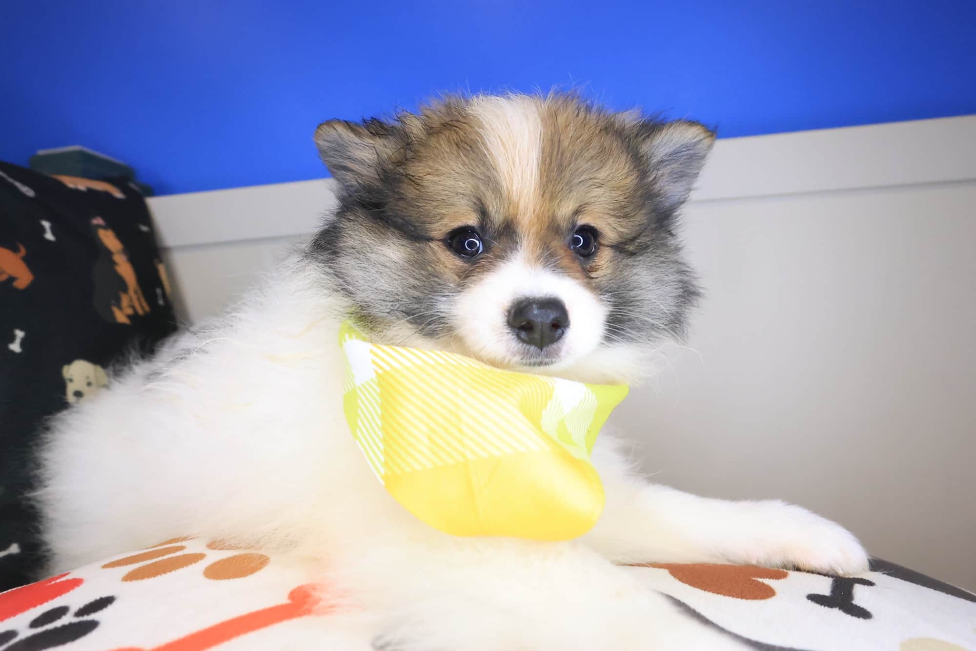 Doodle, Pomeranian puppy