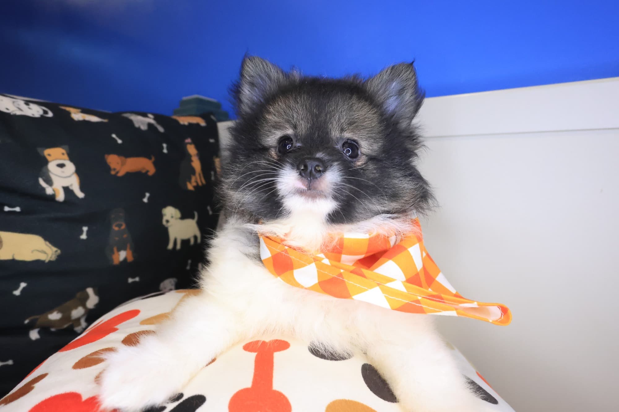 Pablo, Pomeranian puppy