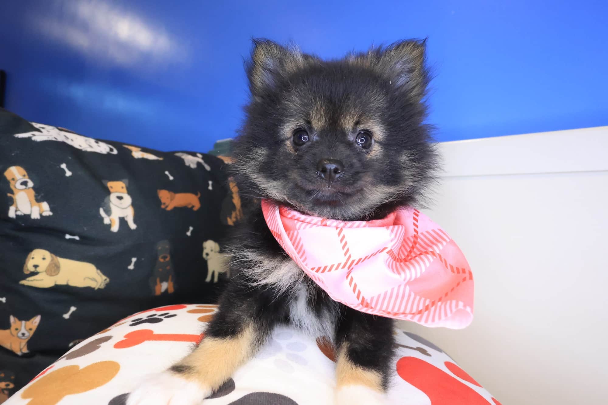 Hooch, Pomeranian puppy