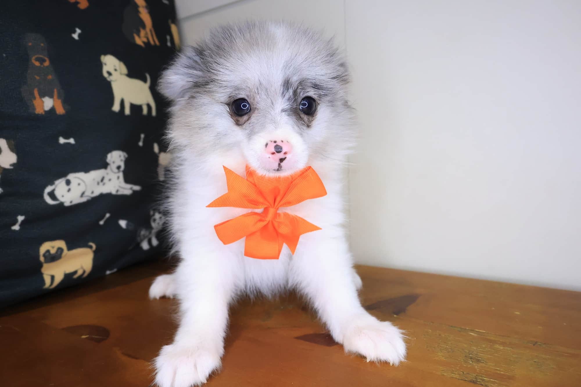 Cassi, Pomeranian puppy