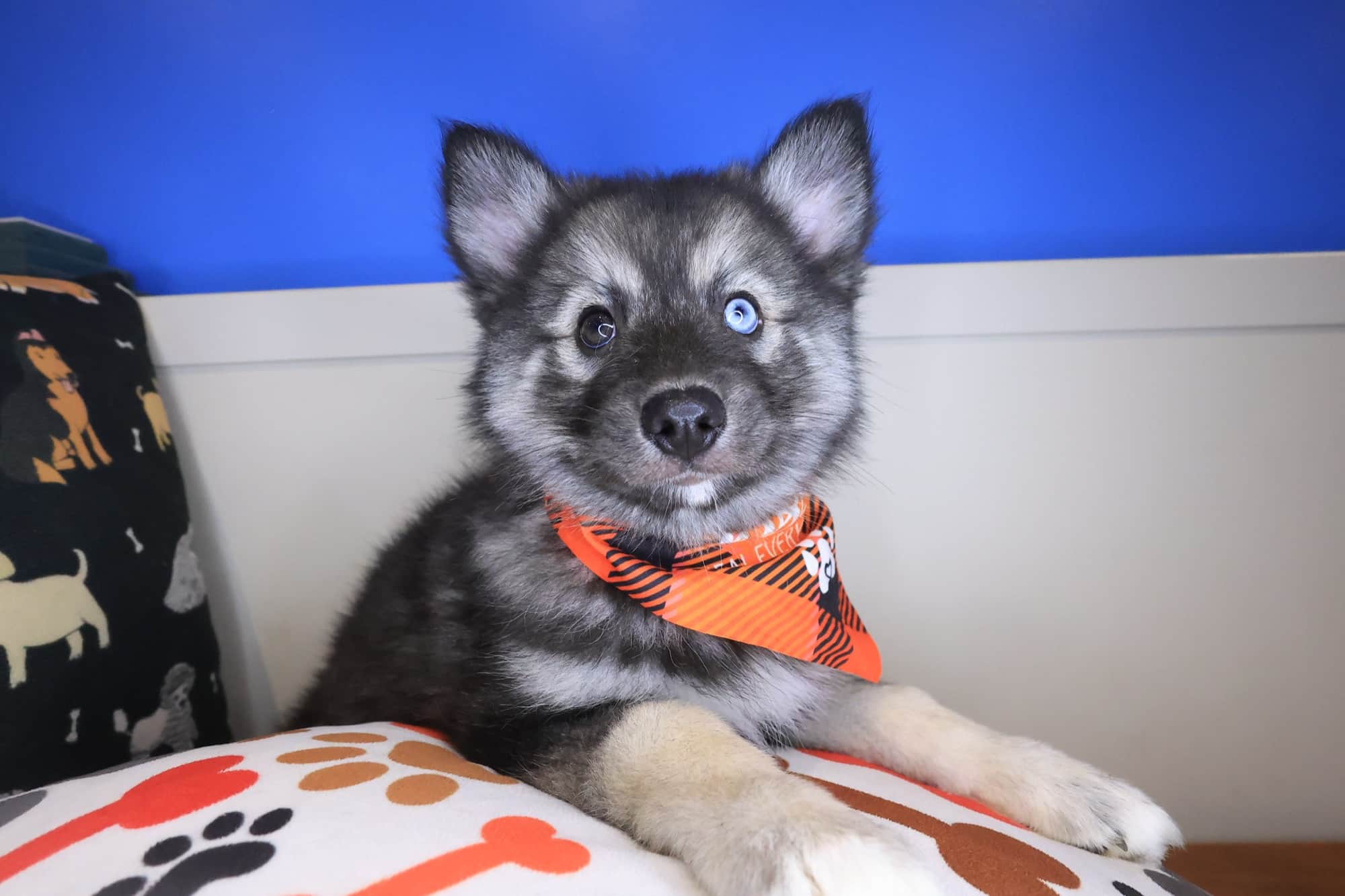 Rupert, Pomsky puppy