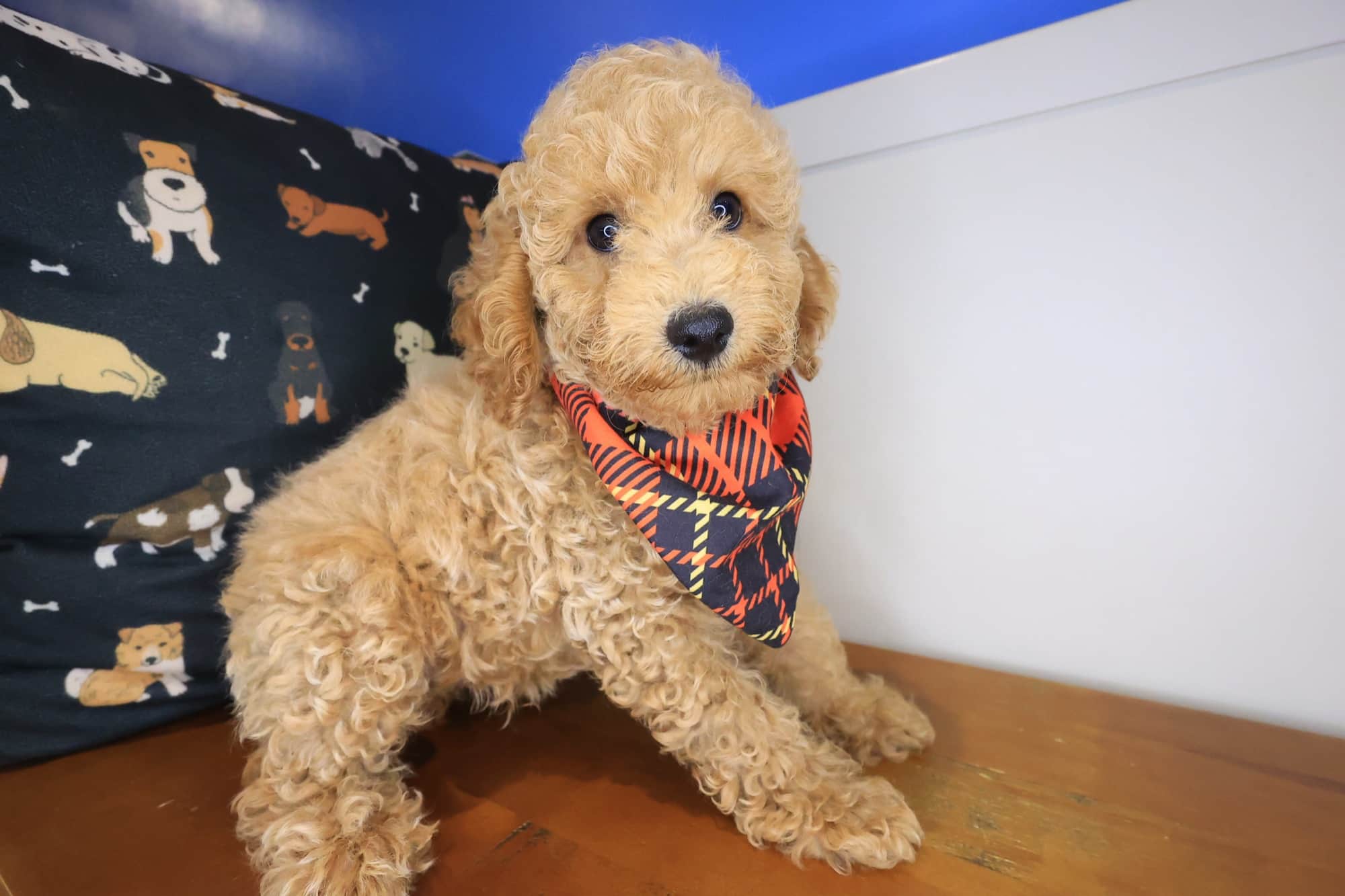 Pesto, Poodle puppy