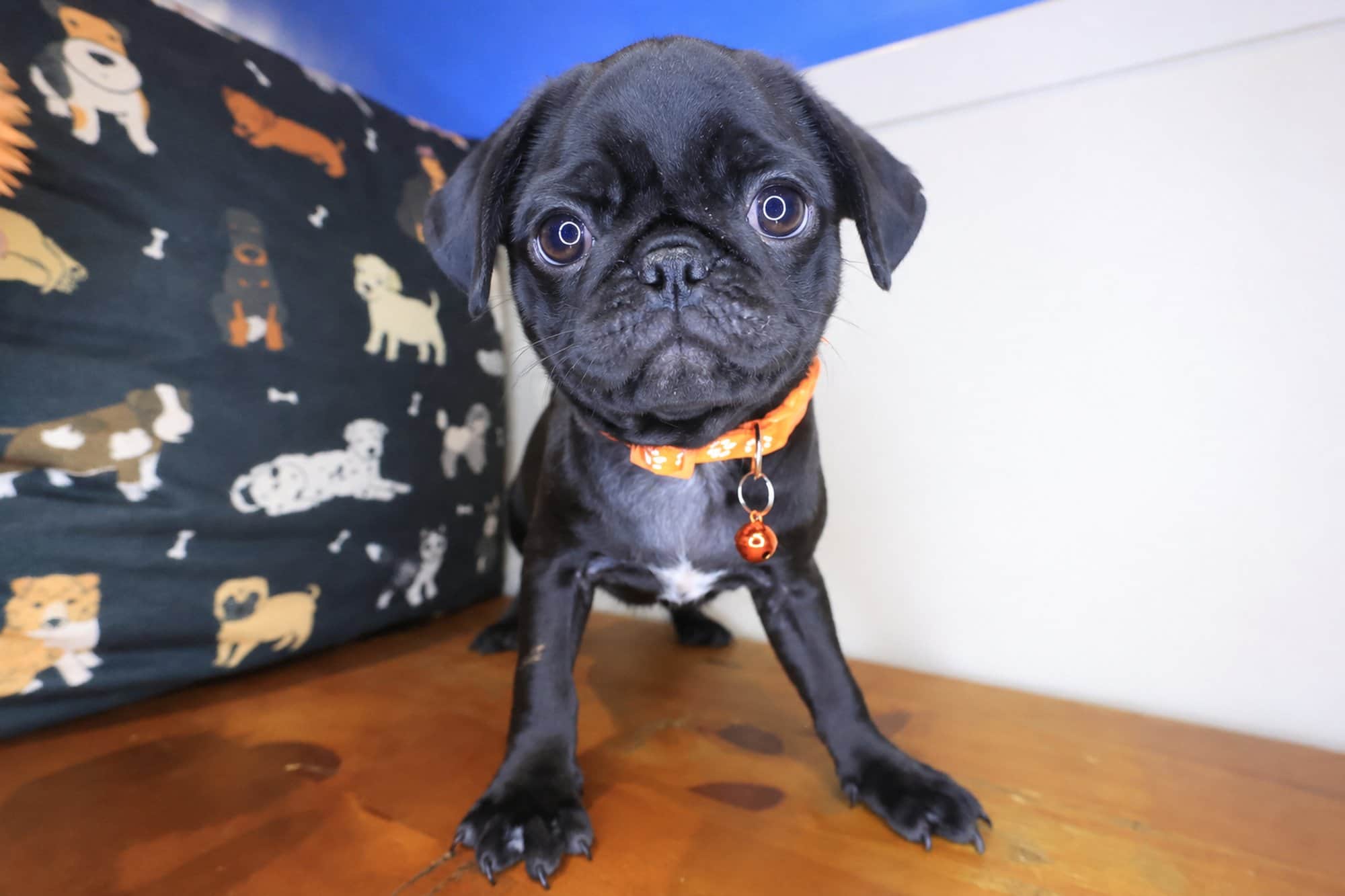 Lobelia, Pug puppy